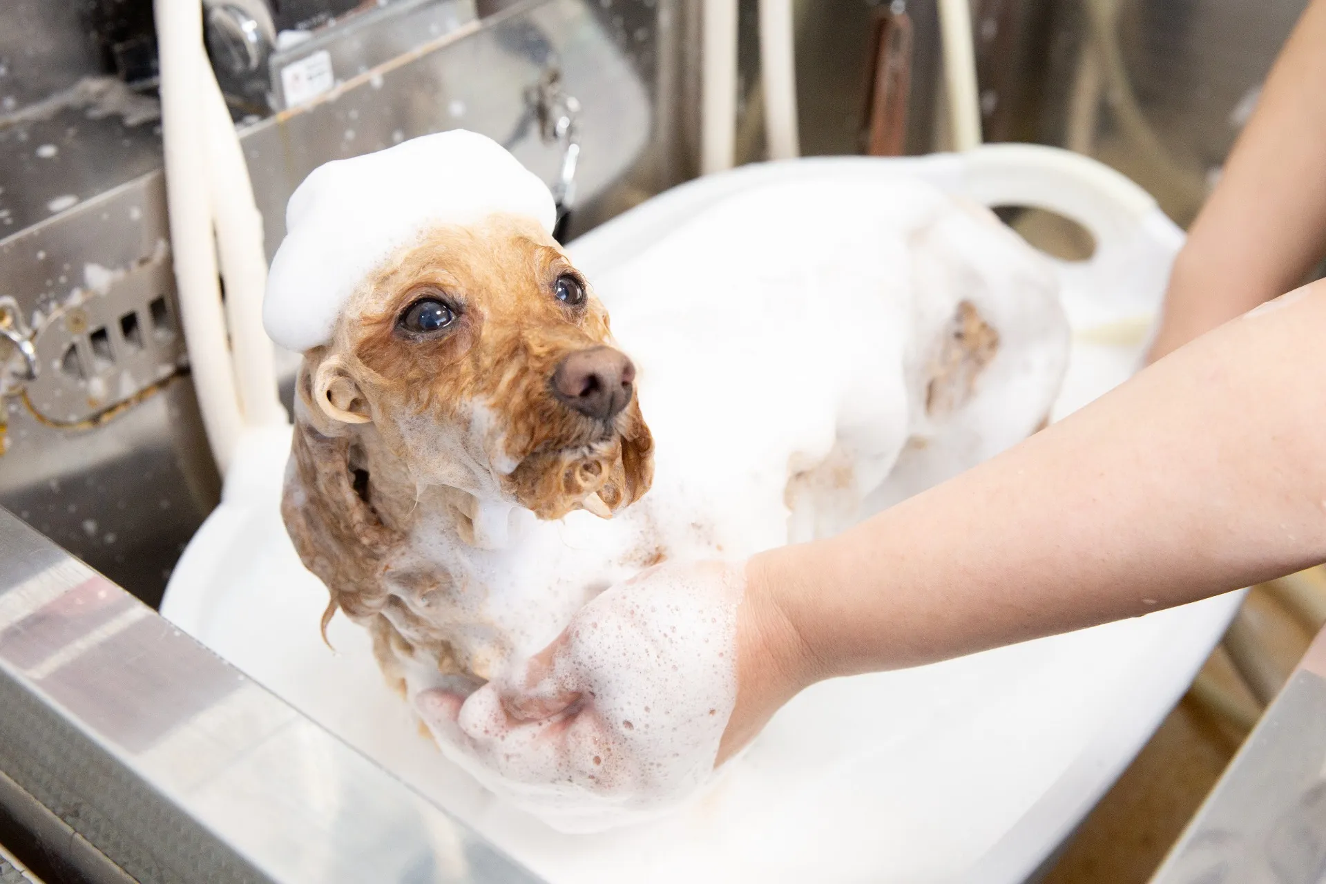 犬のシャンプー