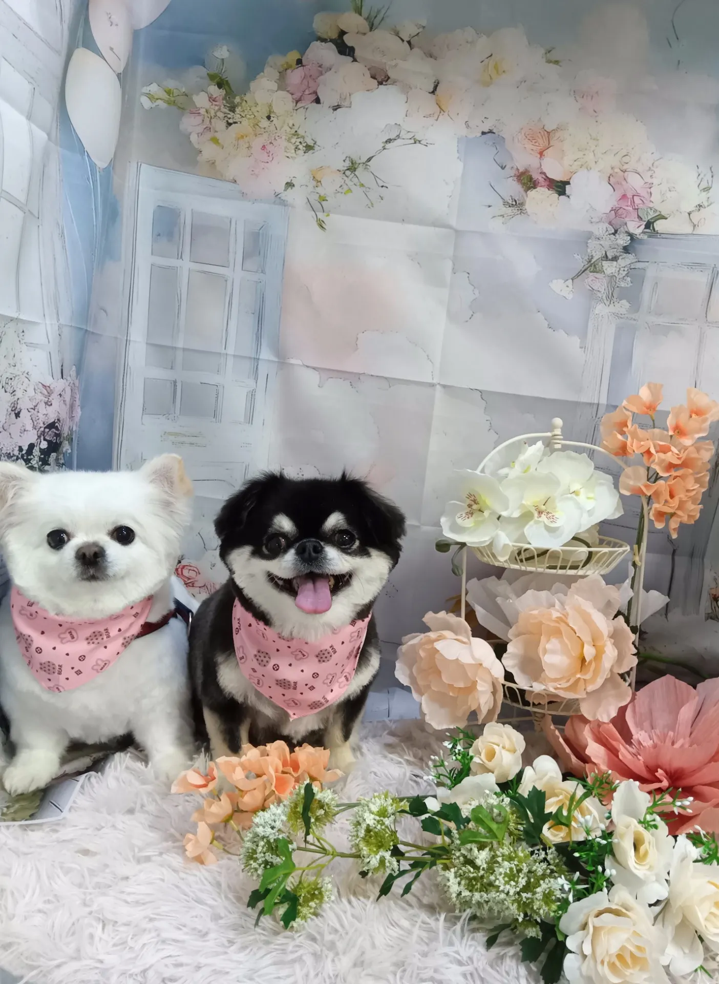 サクラちゃんモコちゃん