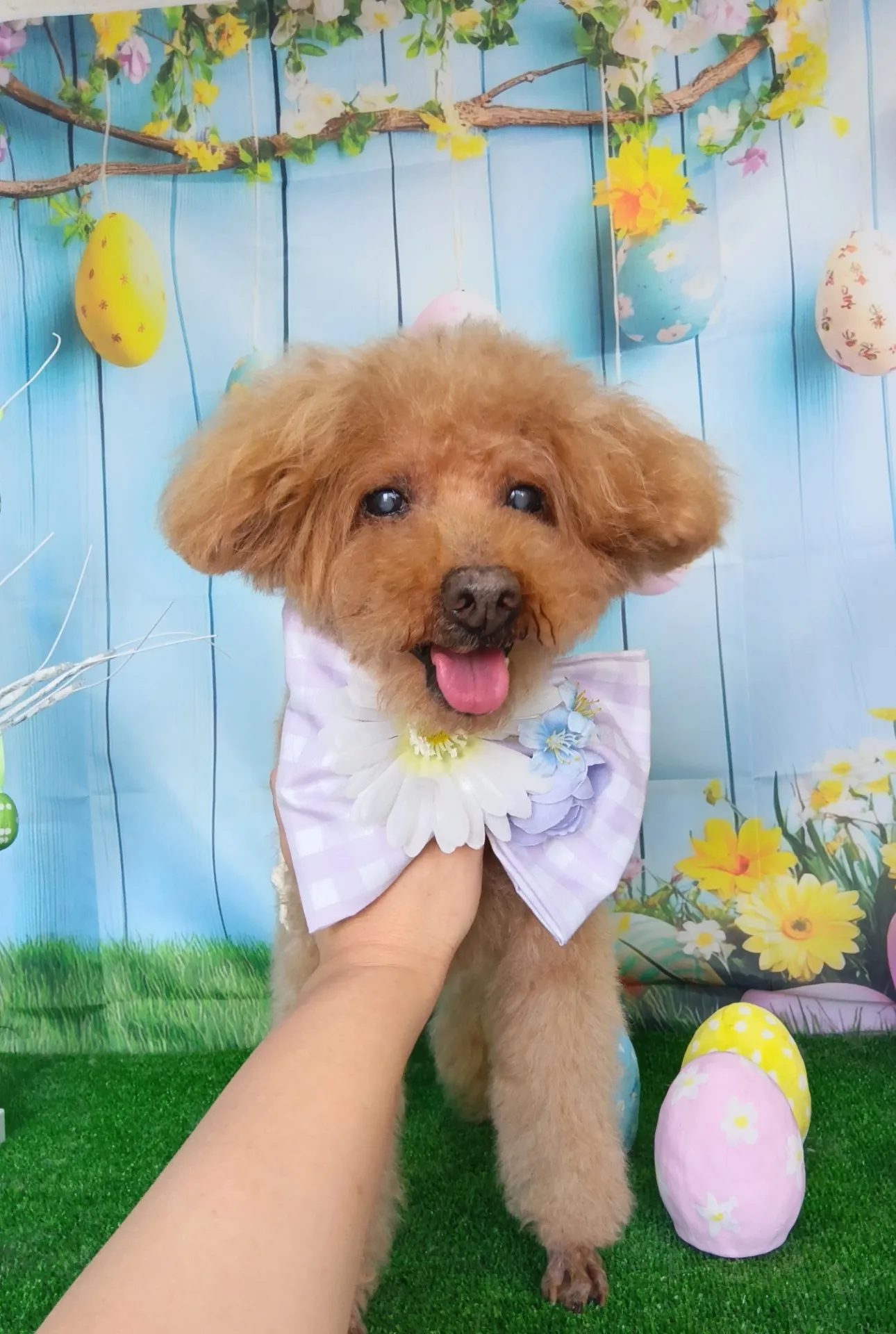 モチくん