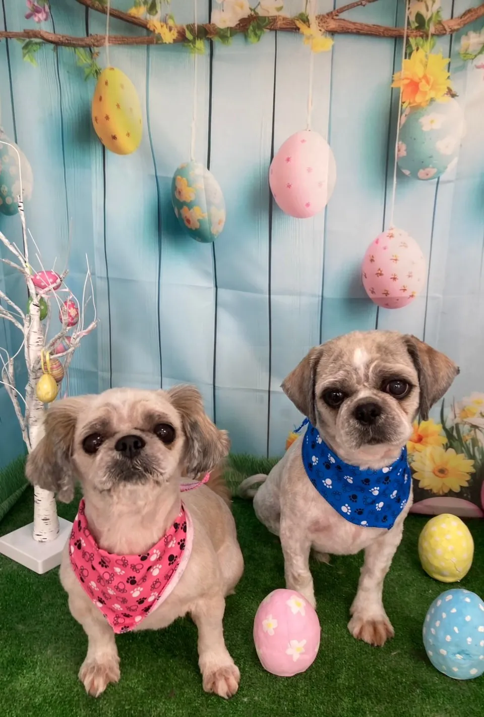 カイルくんテレサちゃん