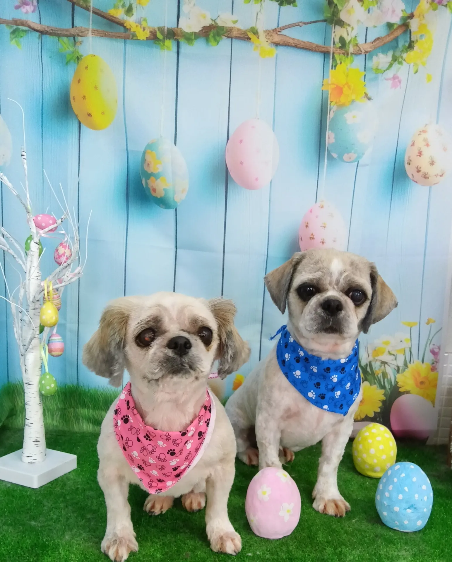 カイルくんテレサちゃん