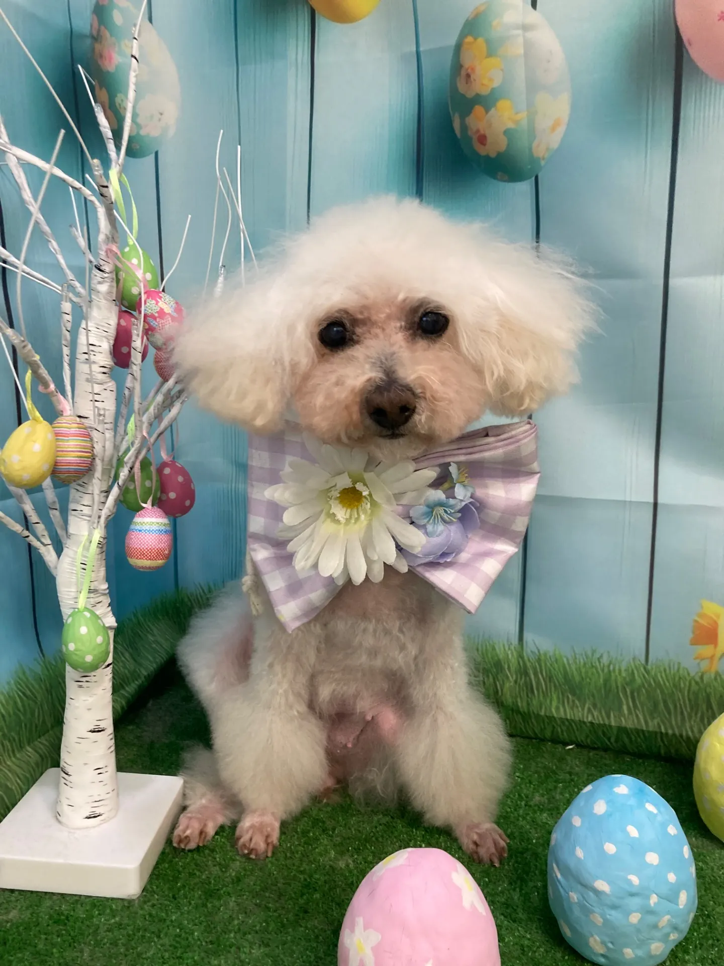 アンジュちゃん