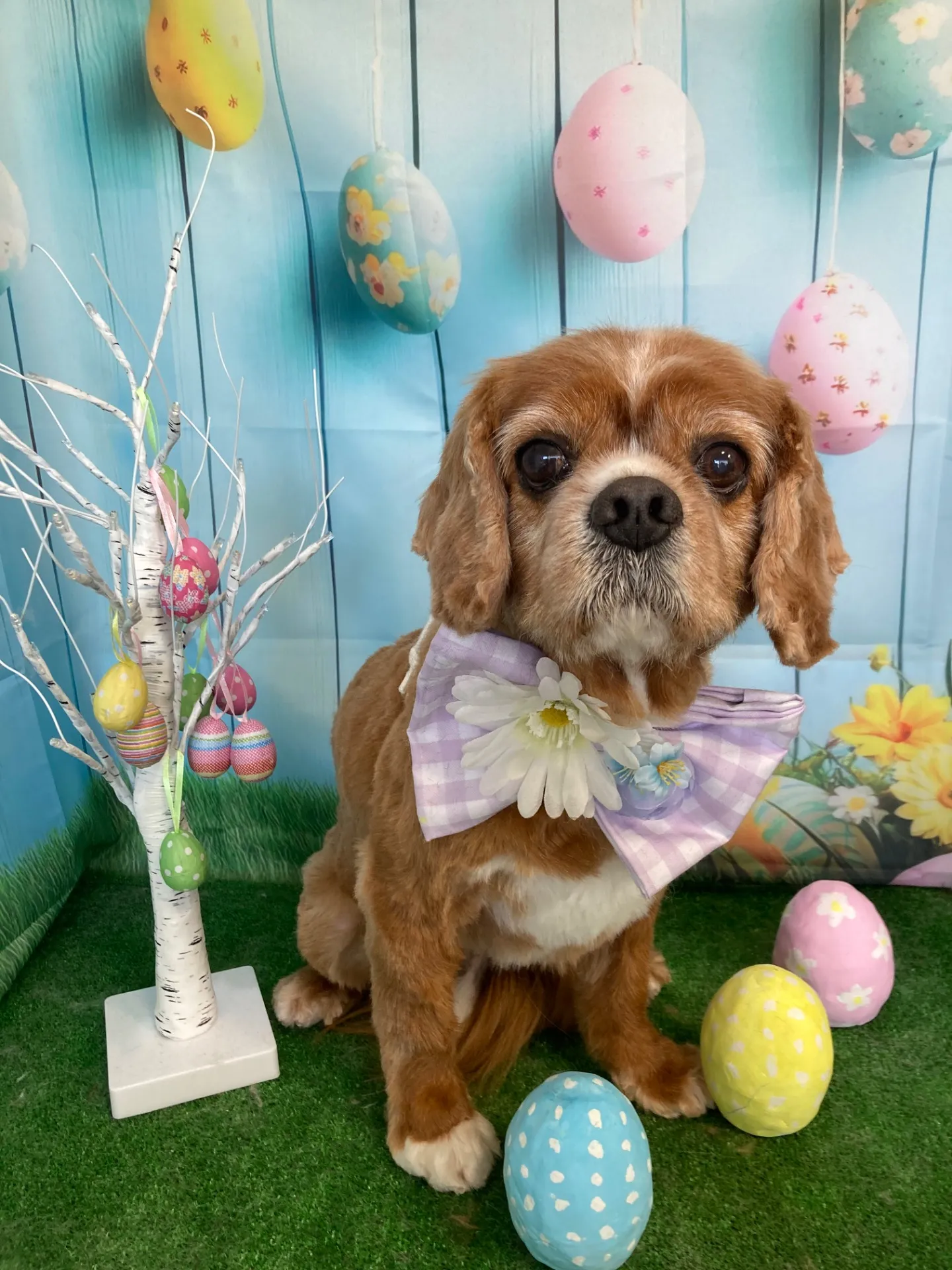 チャチャマルちゃん