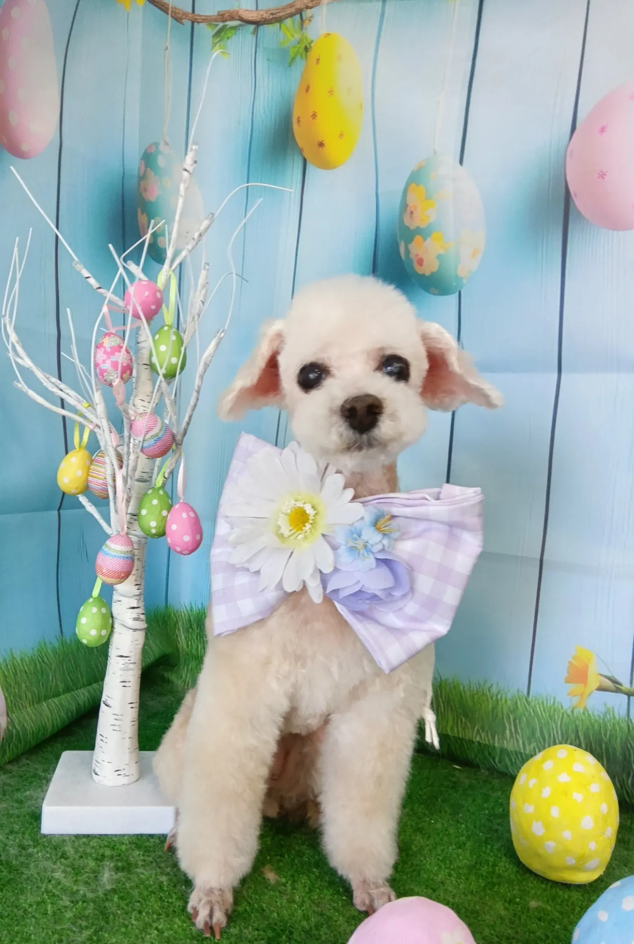 シフォンちゃん