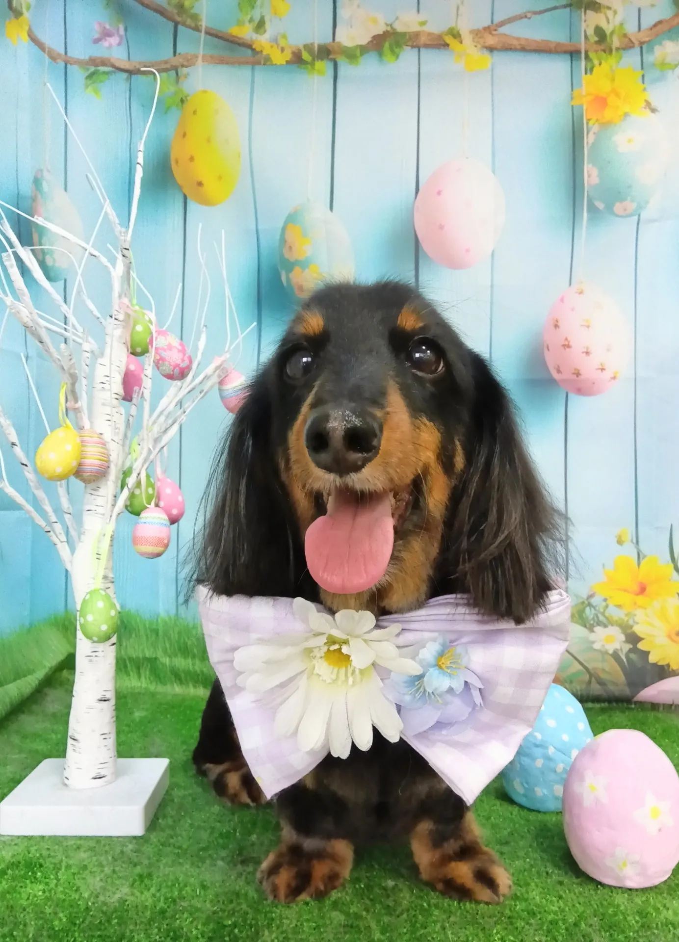 モモタロウくん