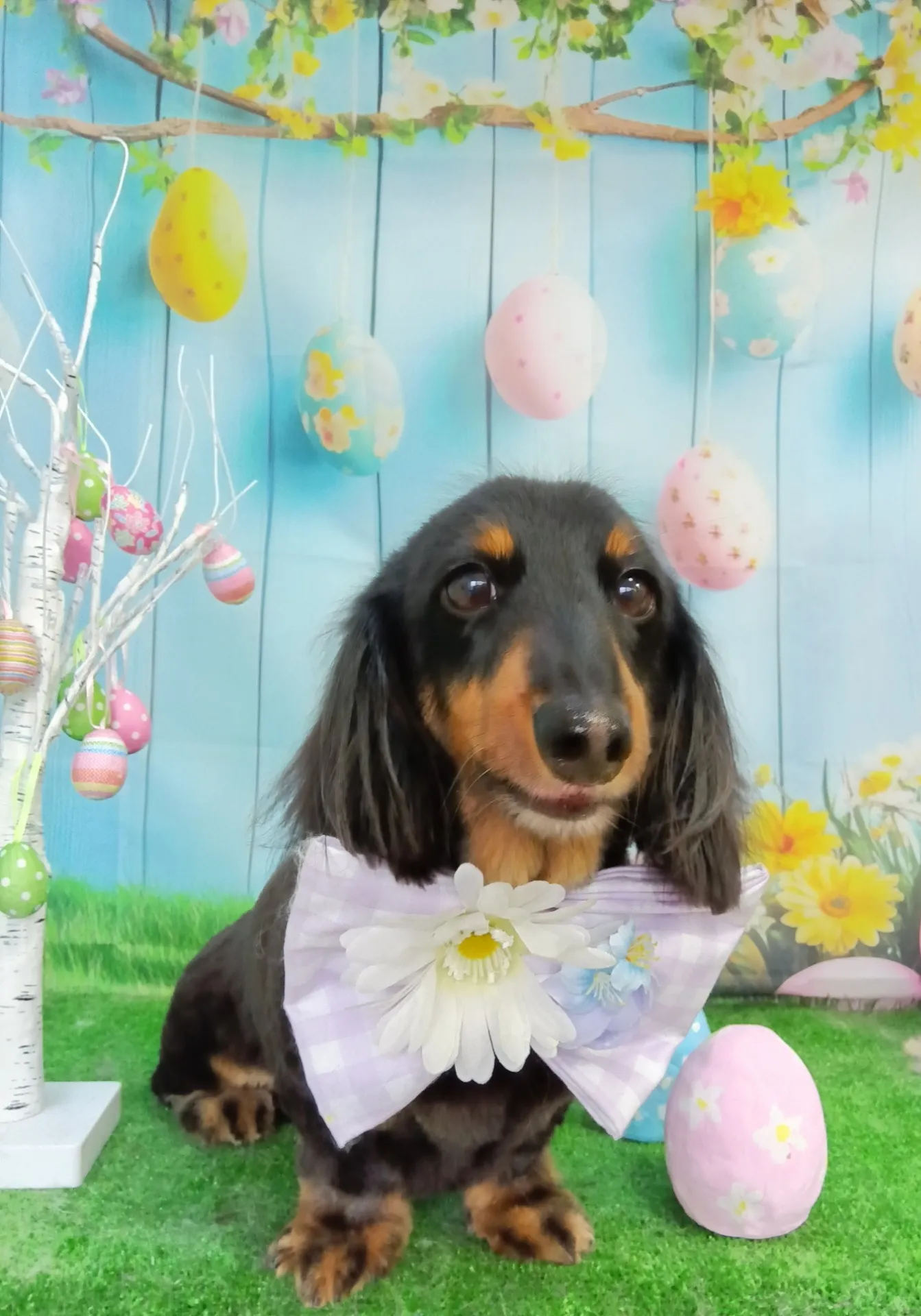 モモタロウくん