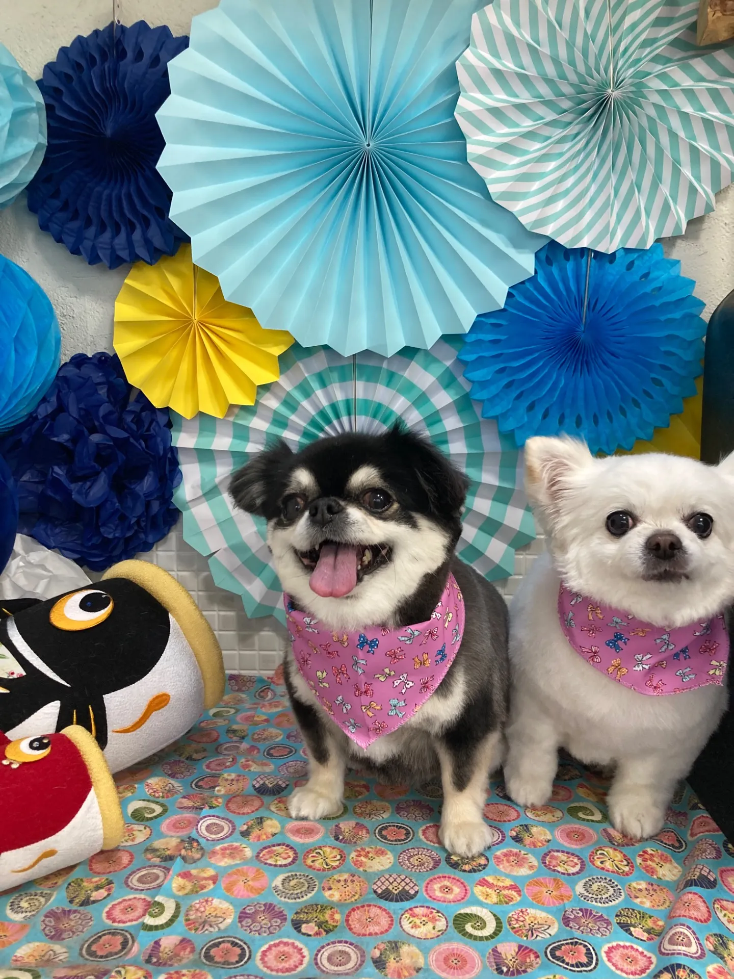 サクラちゃんモコちゃん