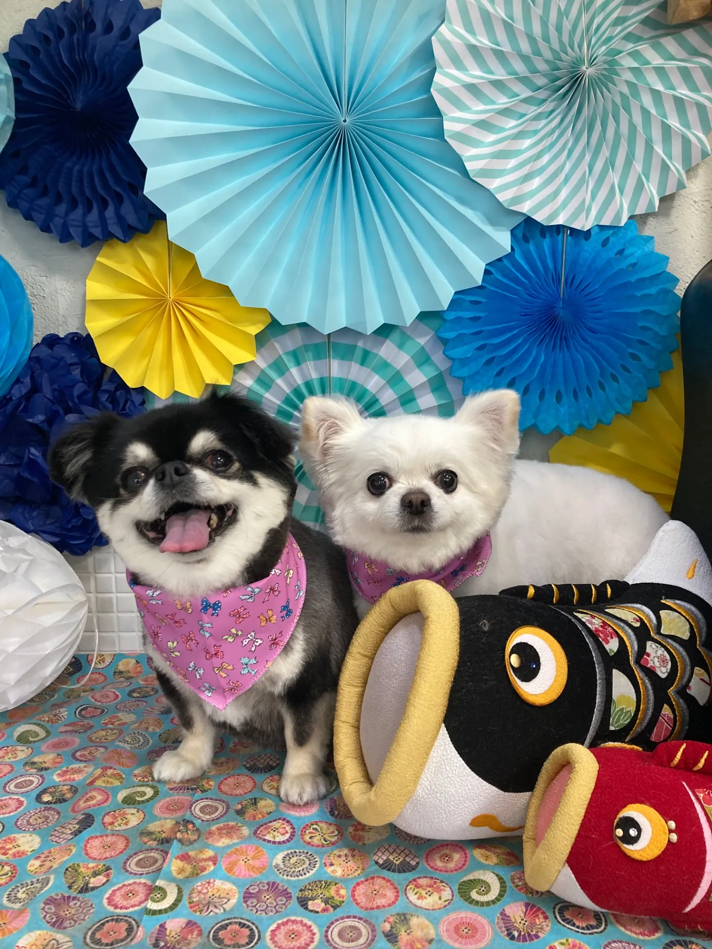 サクラちゃんモコちゃん