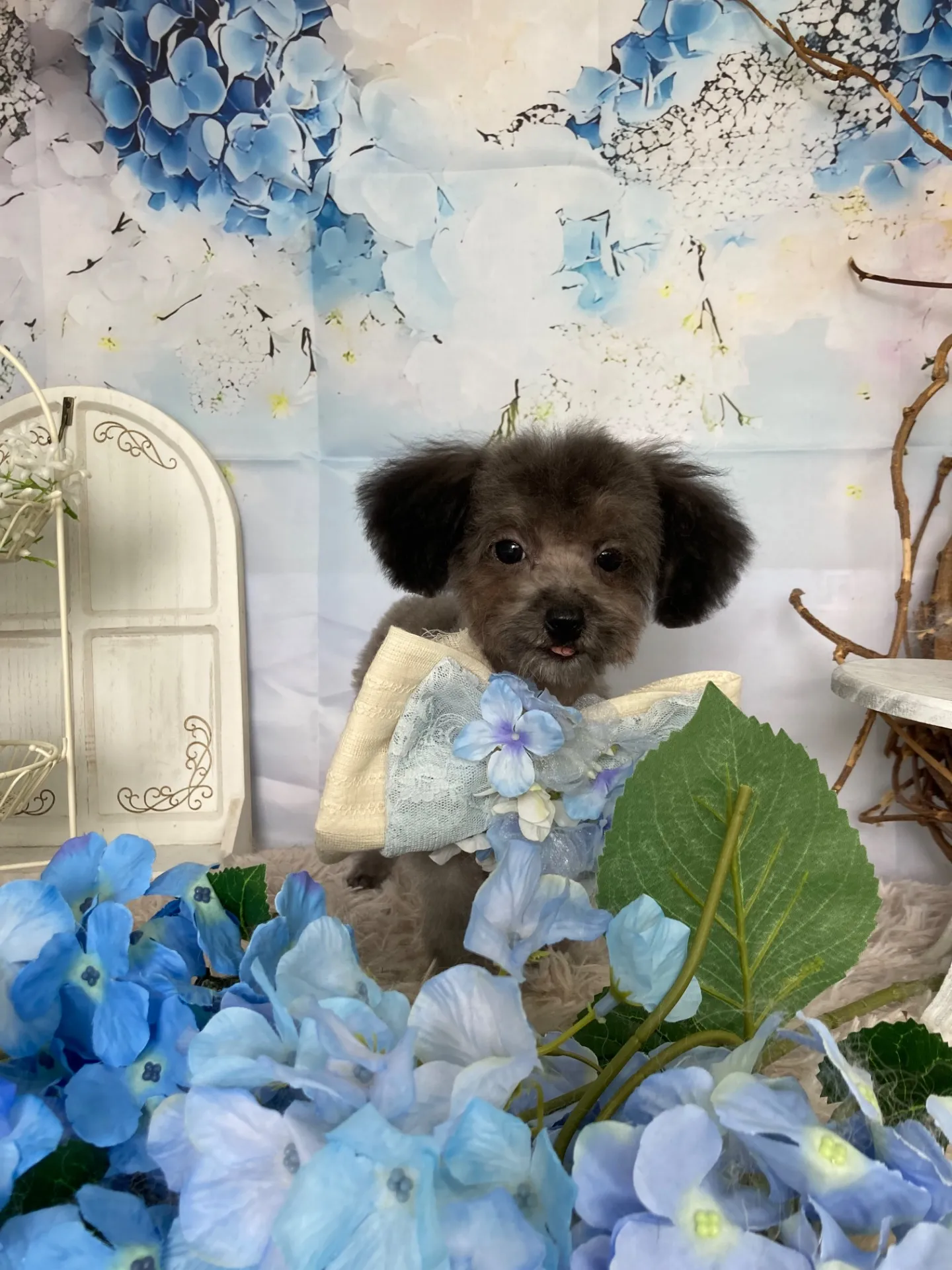 コバヤシネンジくん