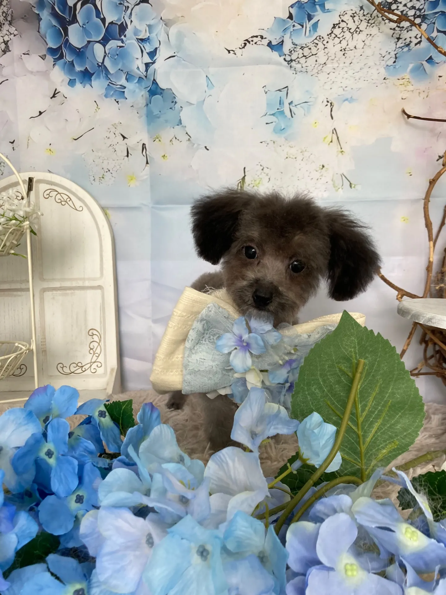 コバヤシネンジくん