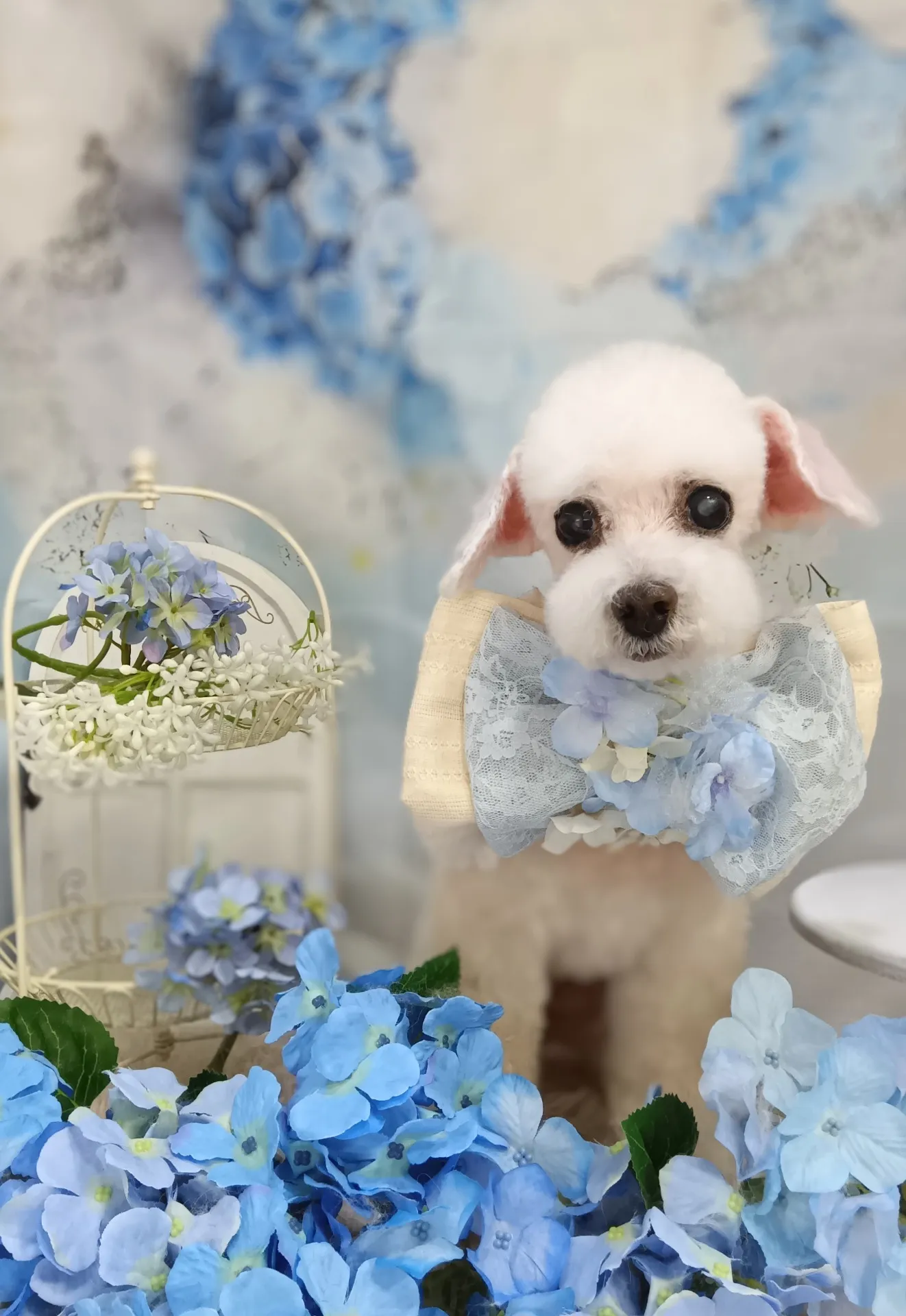 シフォンちゃん