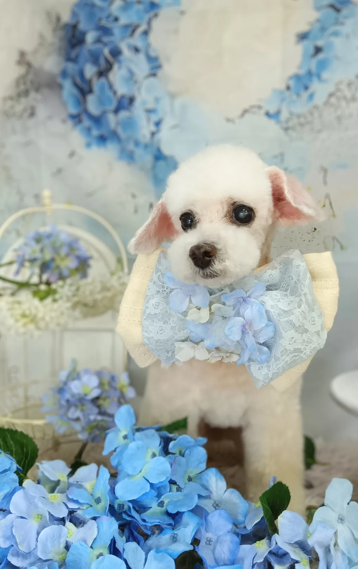 シフォンちゃん