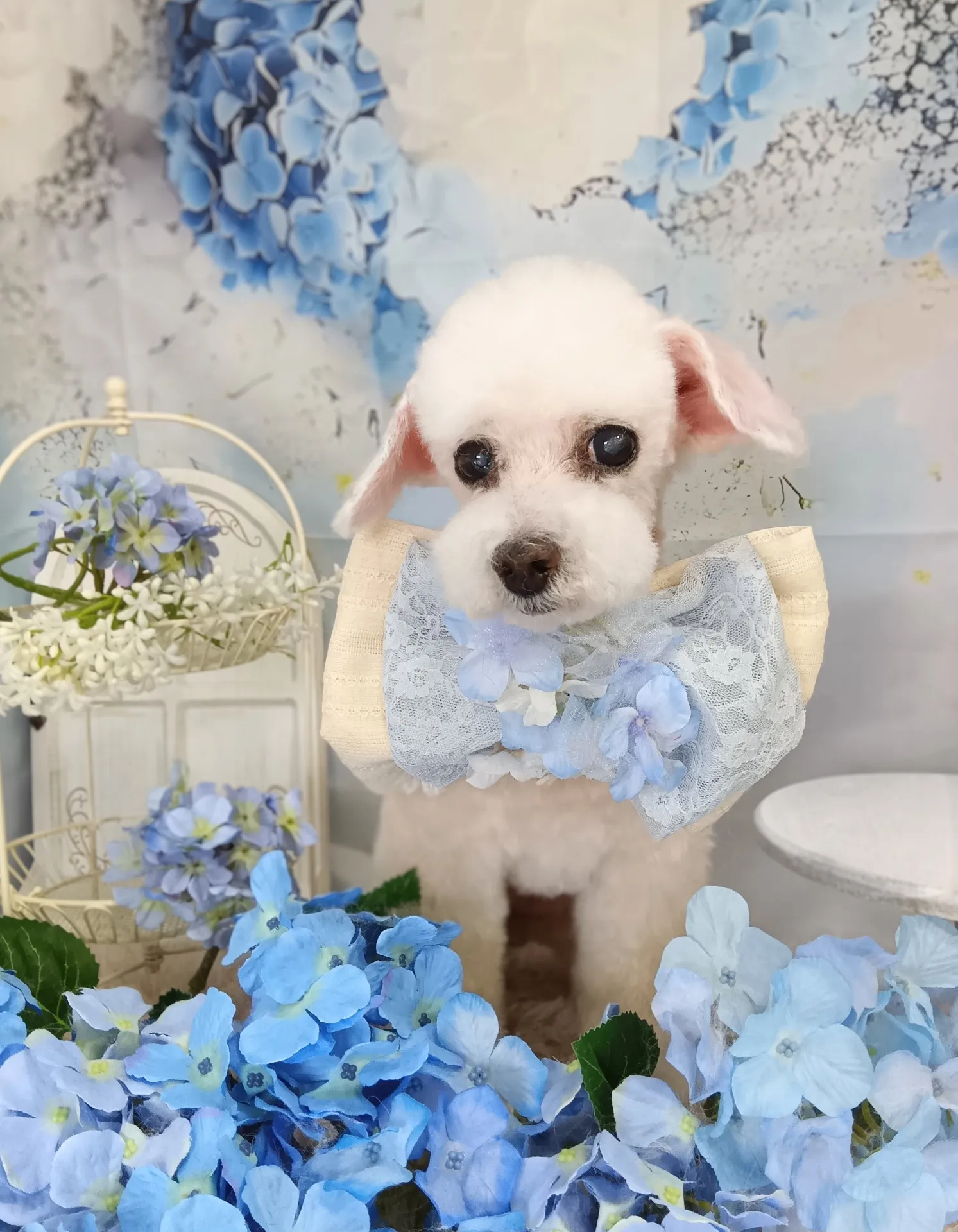 シフォンちゃん