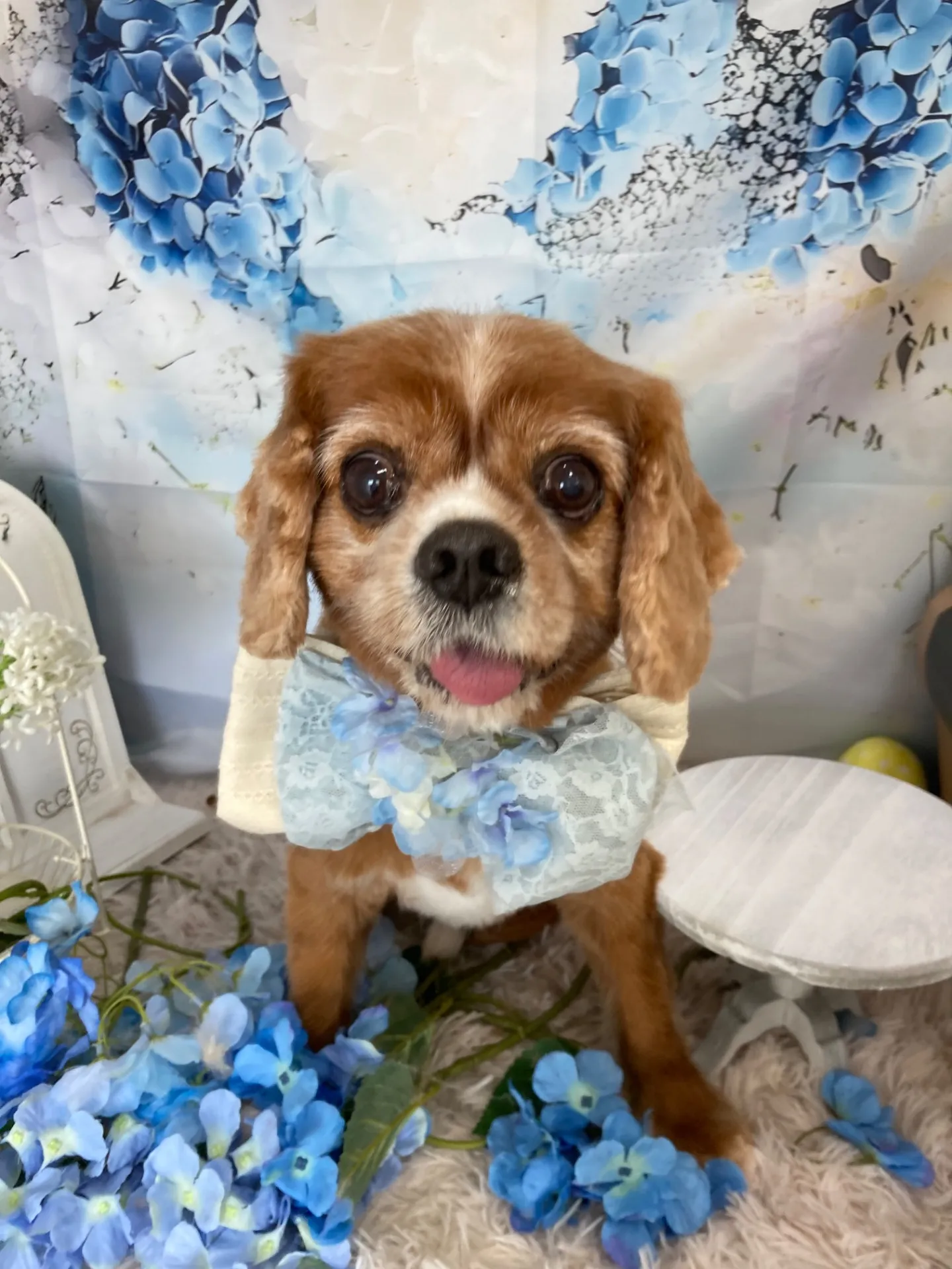 チャチャマルくん