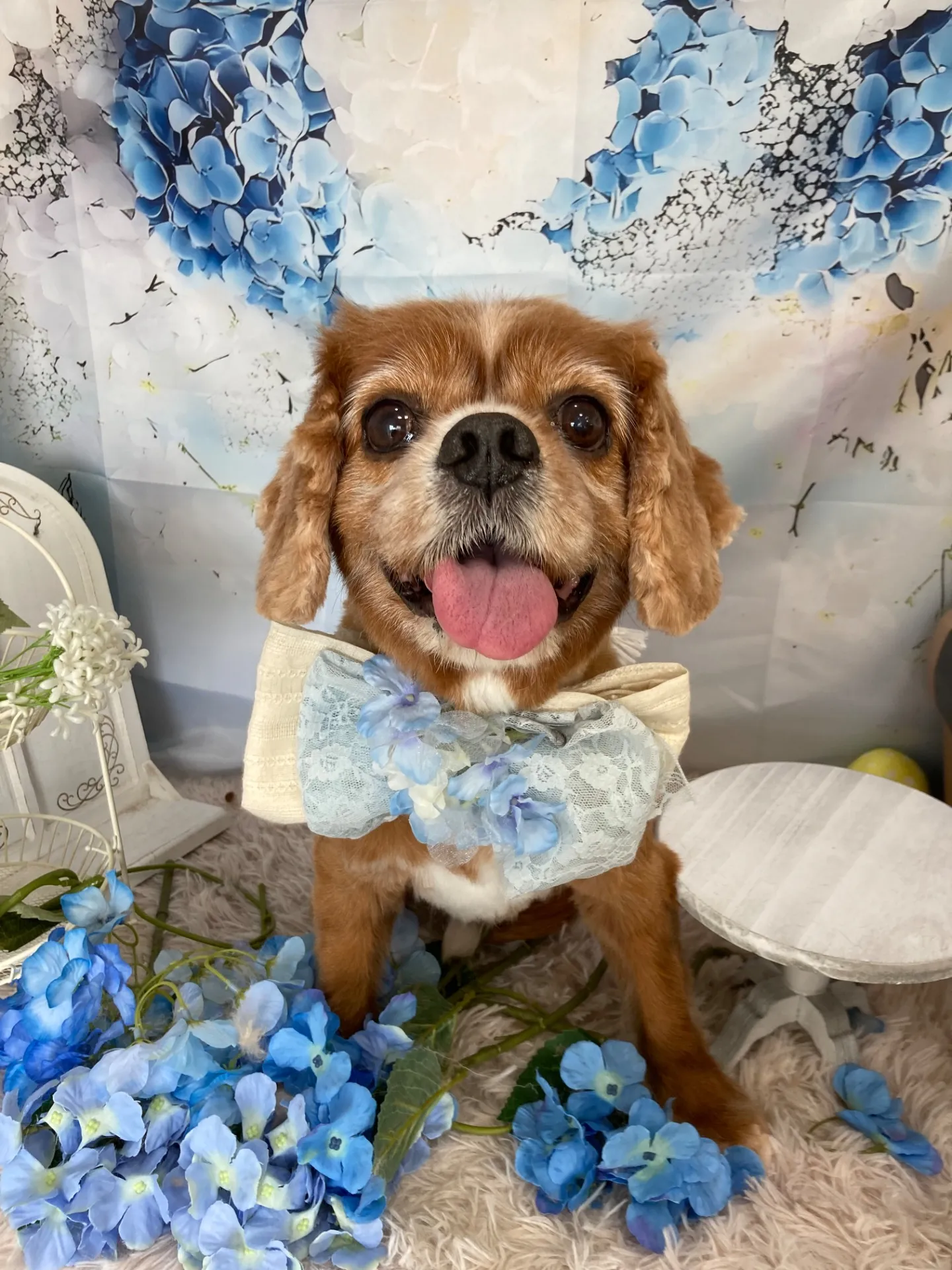 チャチャマルくん