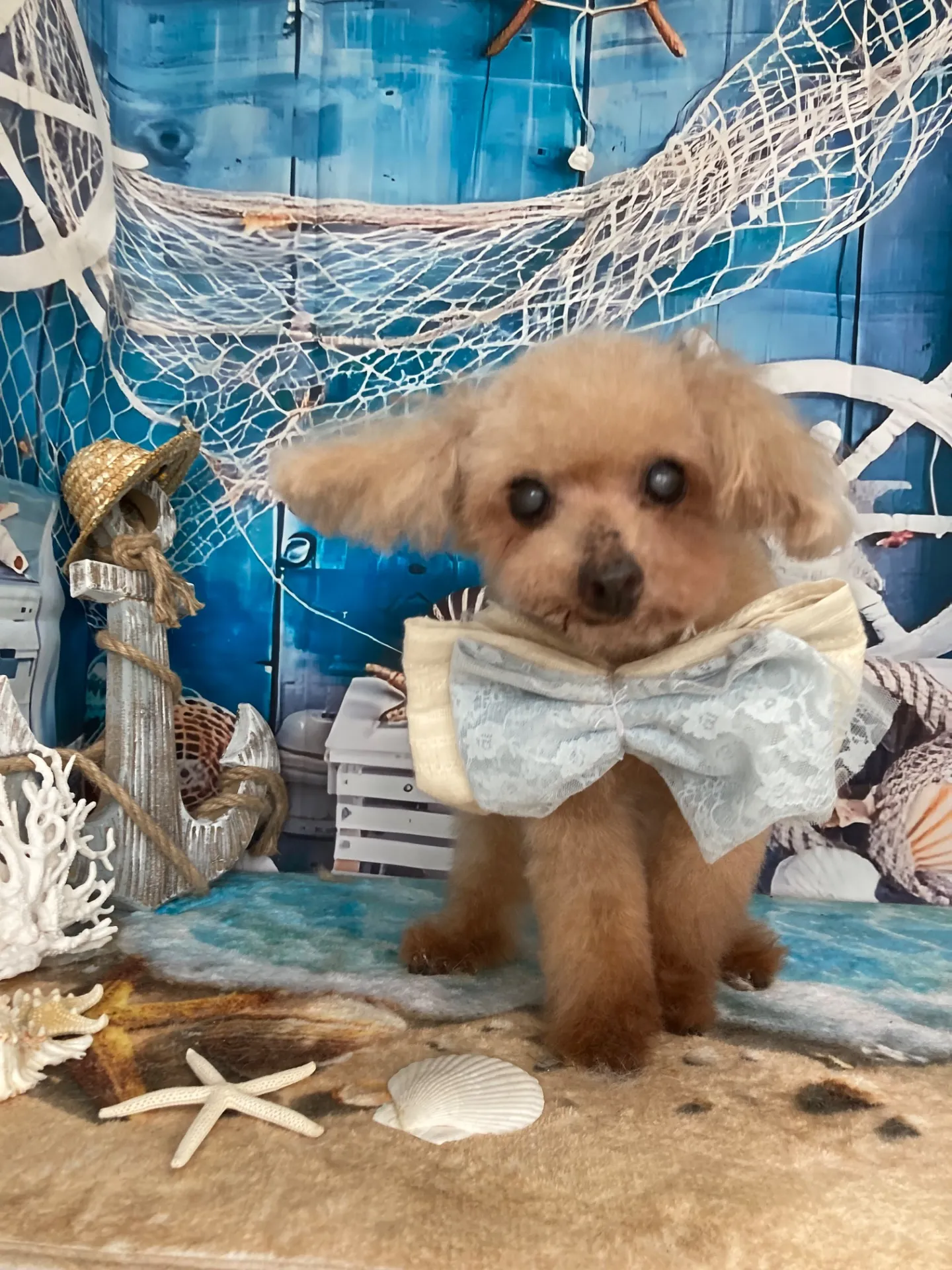 アップルちゃん