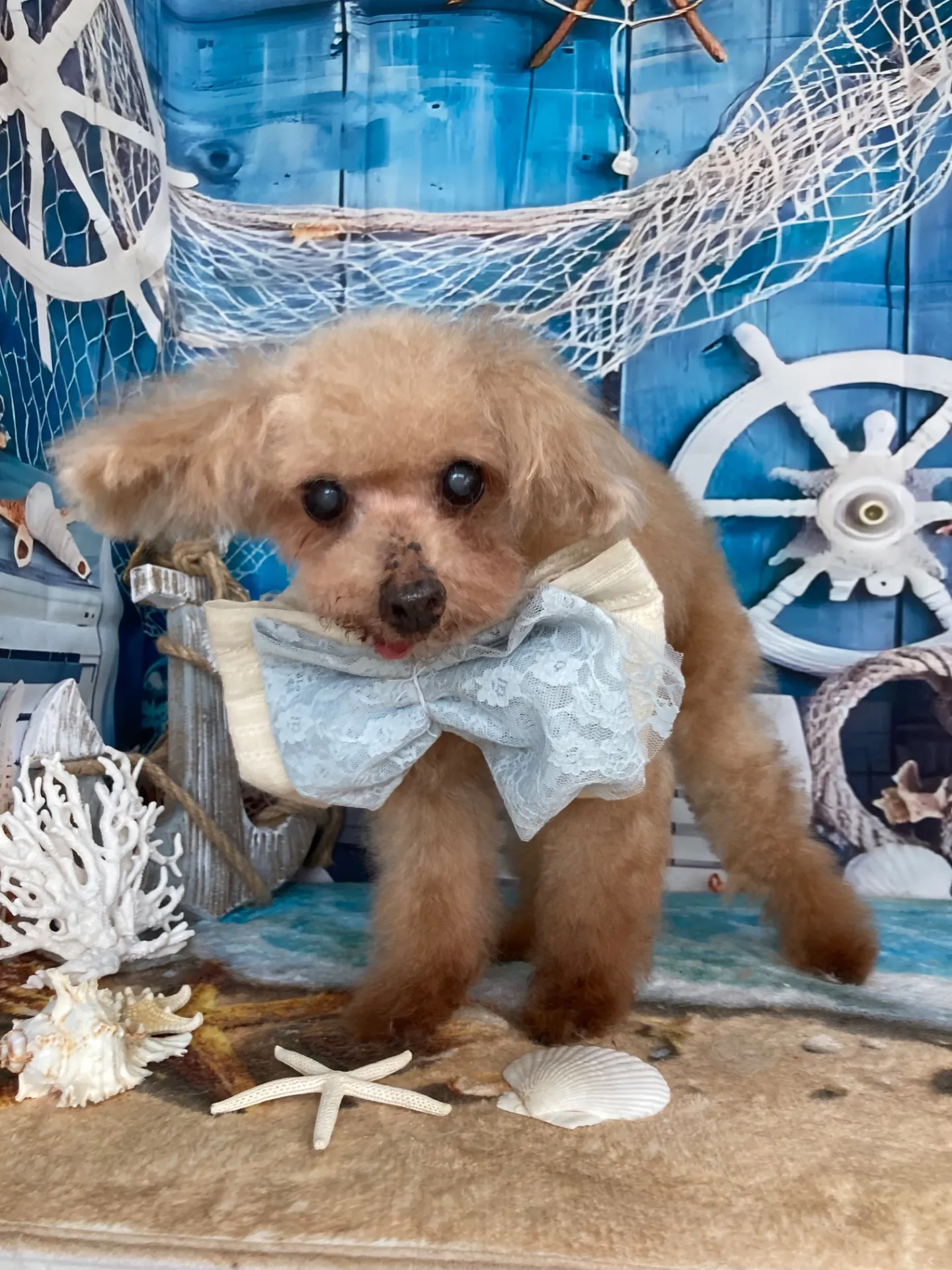 アップルちゃん