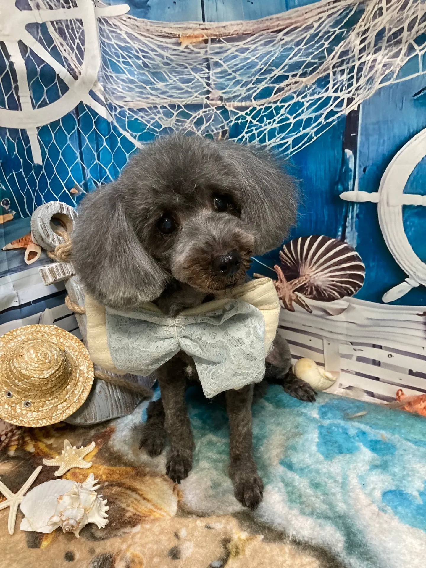 シャンティちゃん