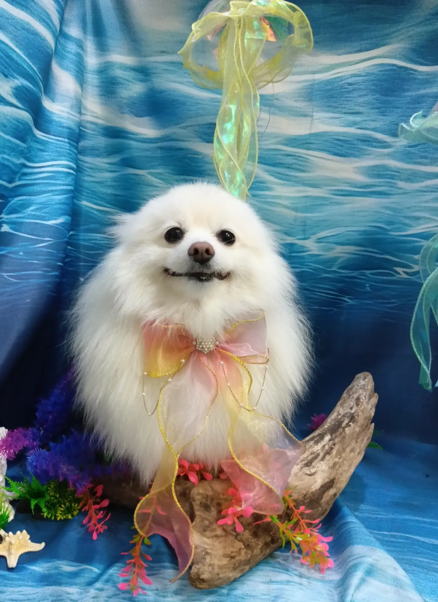 ユキくん
