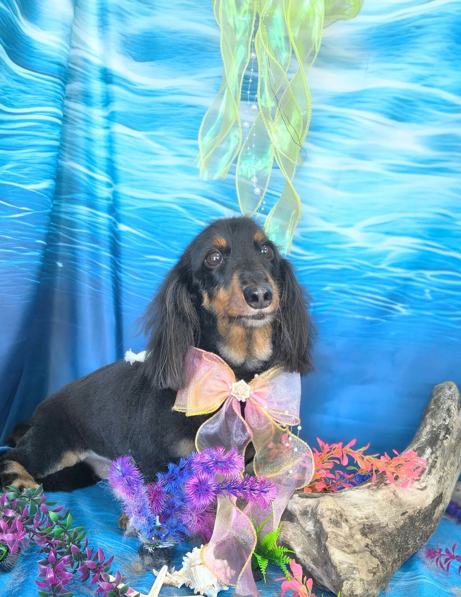 モモタロウくん