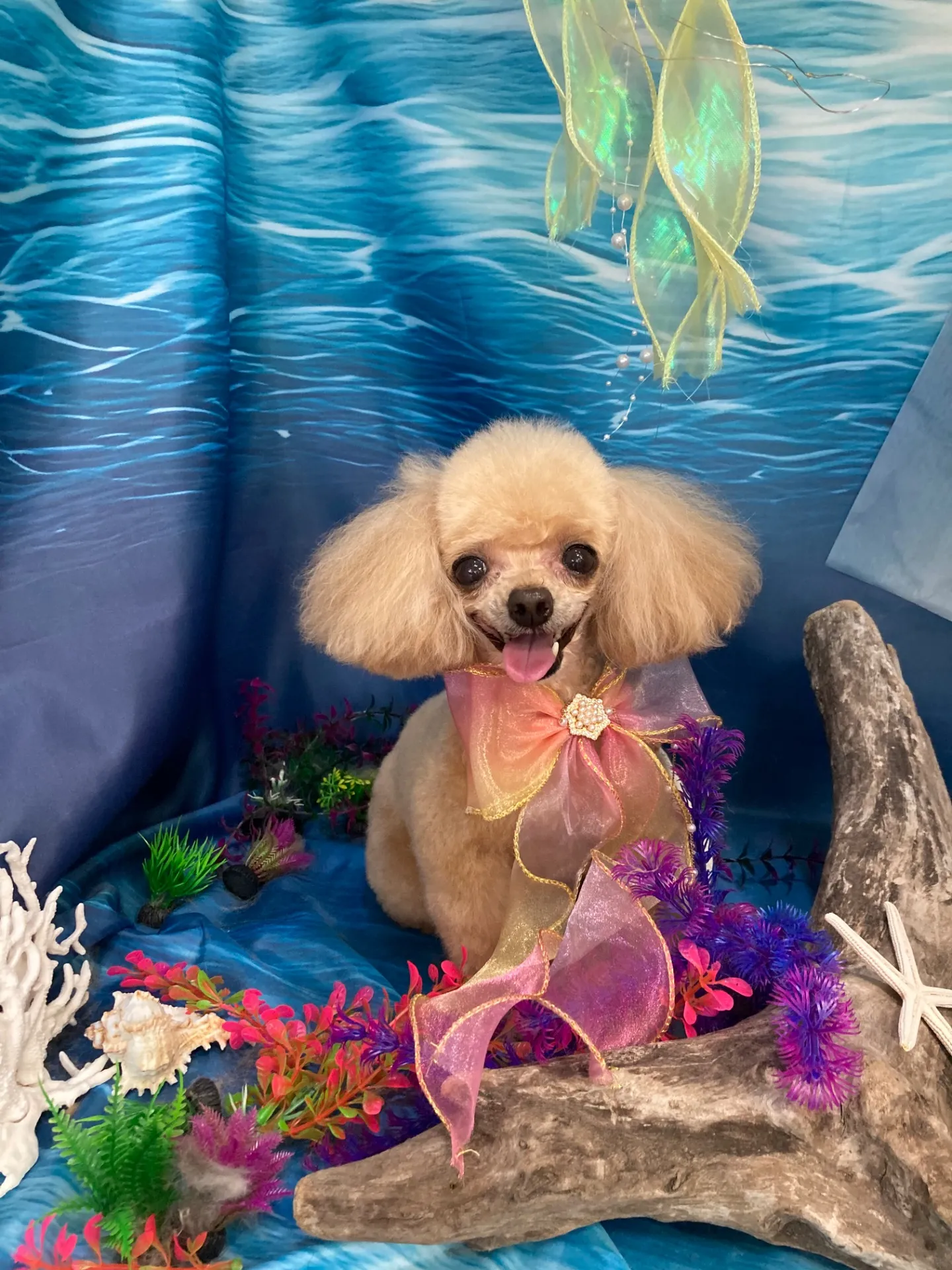 アイリスちゃん