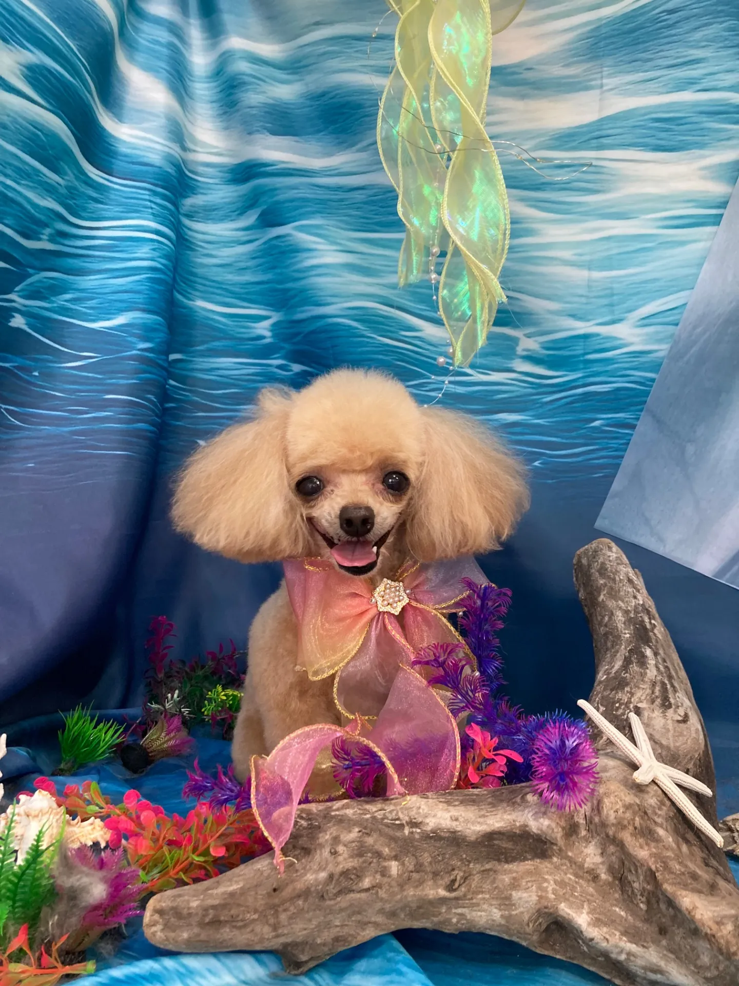 アイリスちゃん