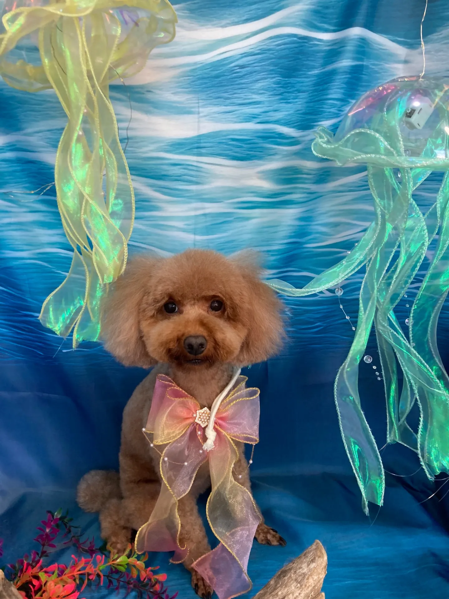 ヤマムラモミジちゃん