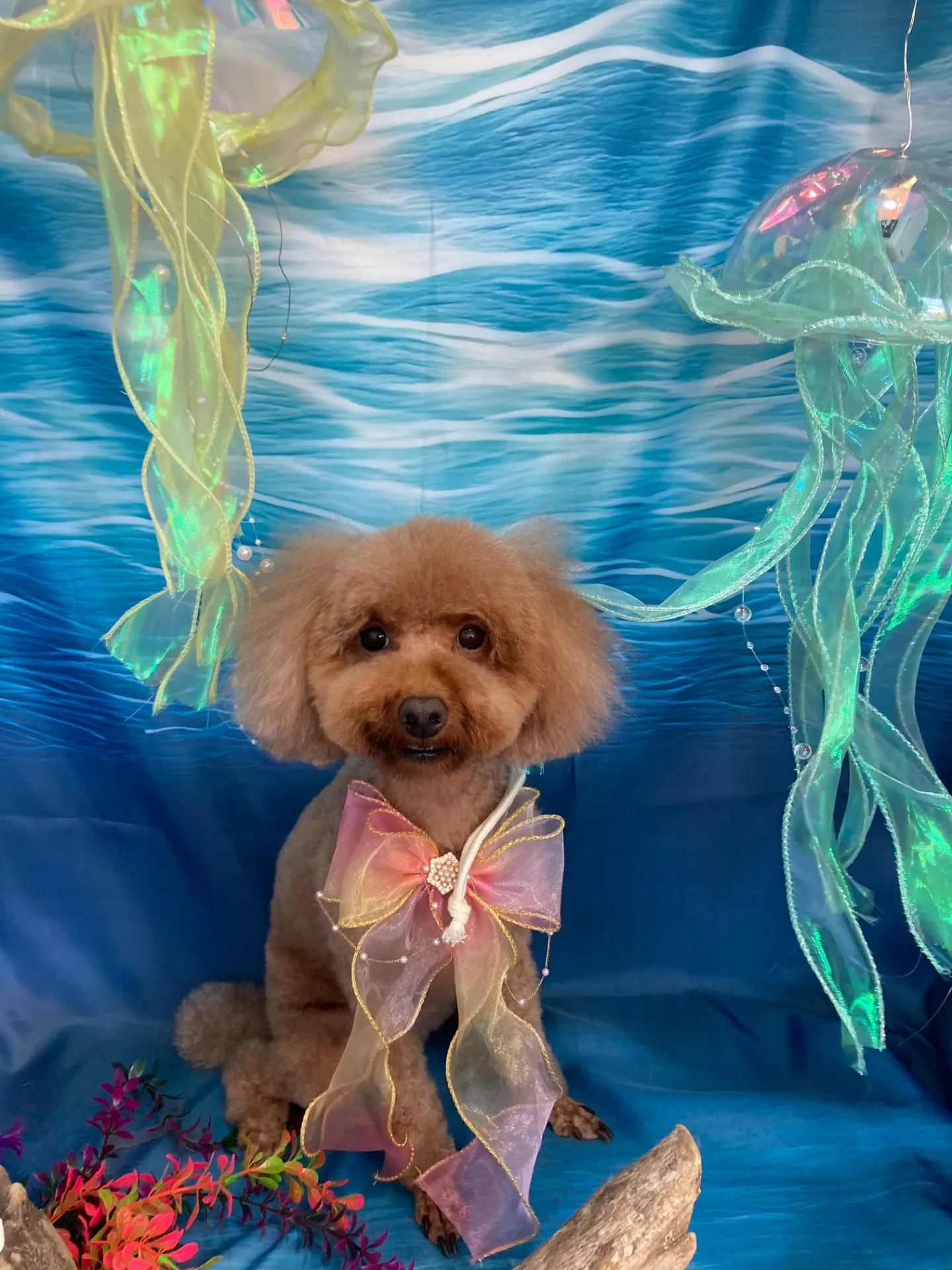 ヤマムラモミジちゃん