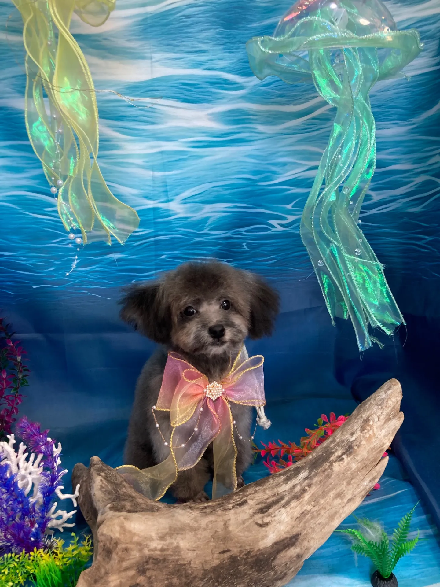 コバヤシネンジくん