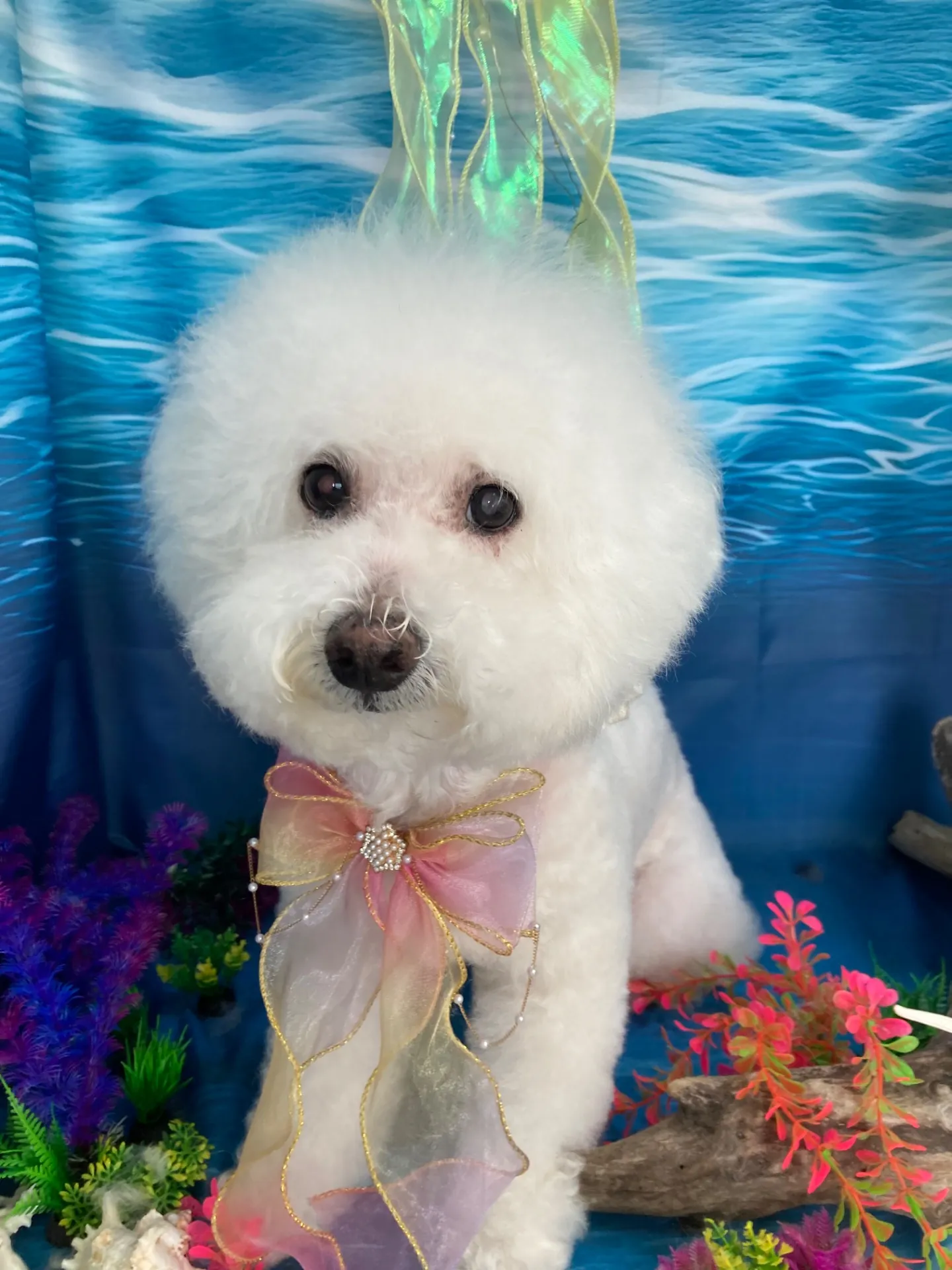 シュシュちゃん