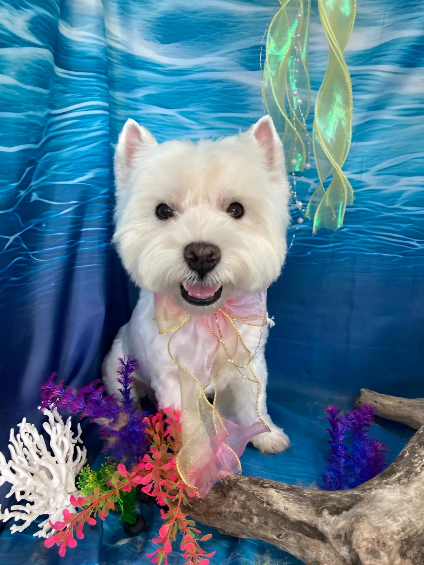 ラッキーちゃん