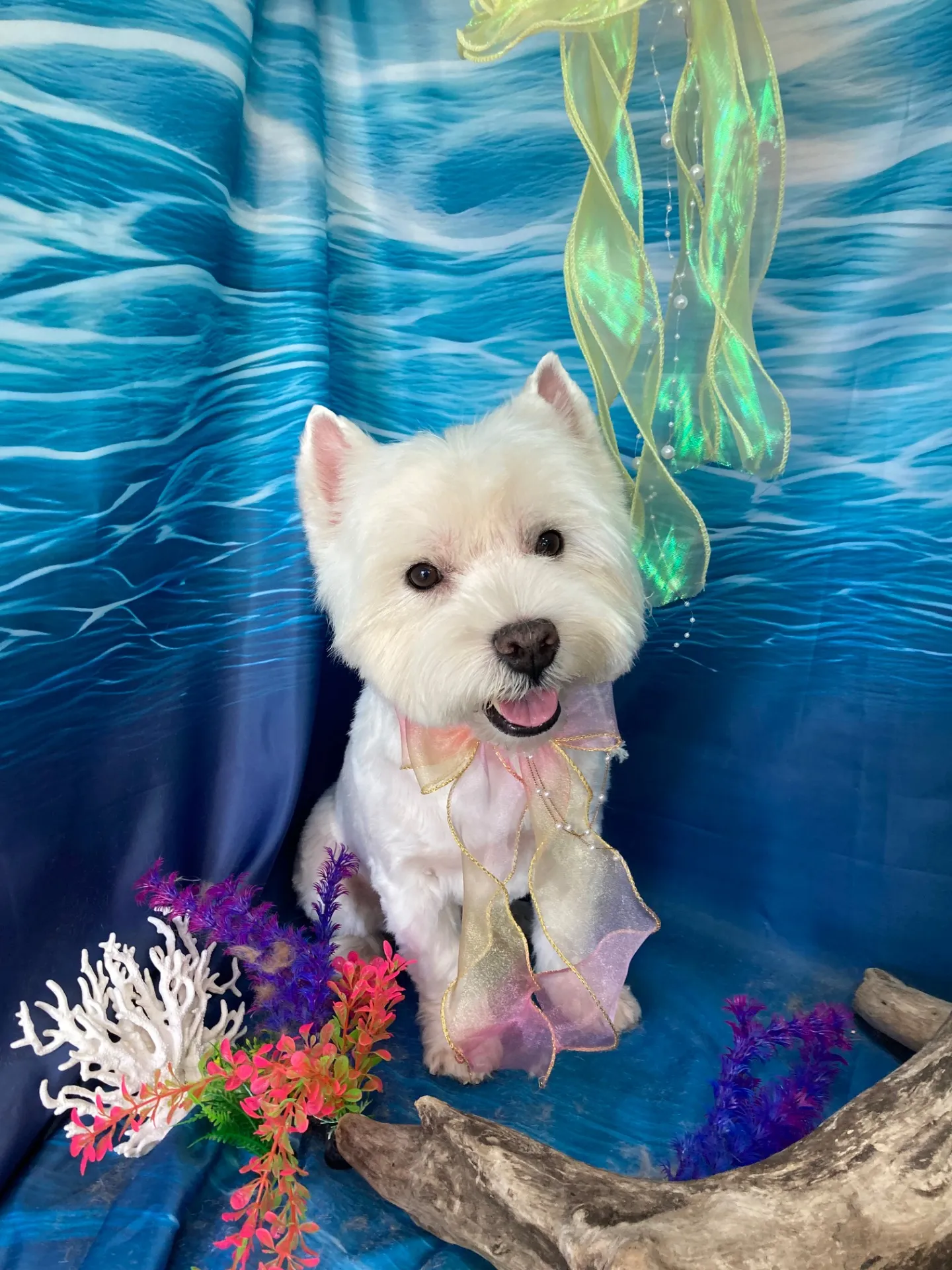 ラッキーちゃん