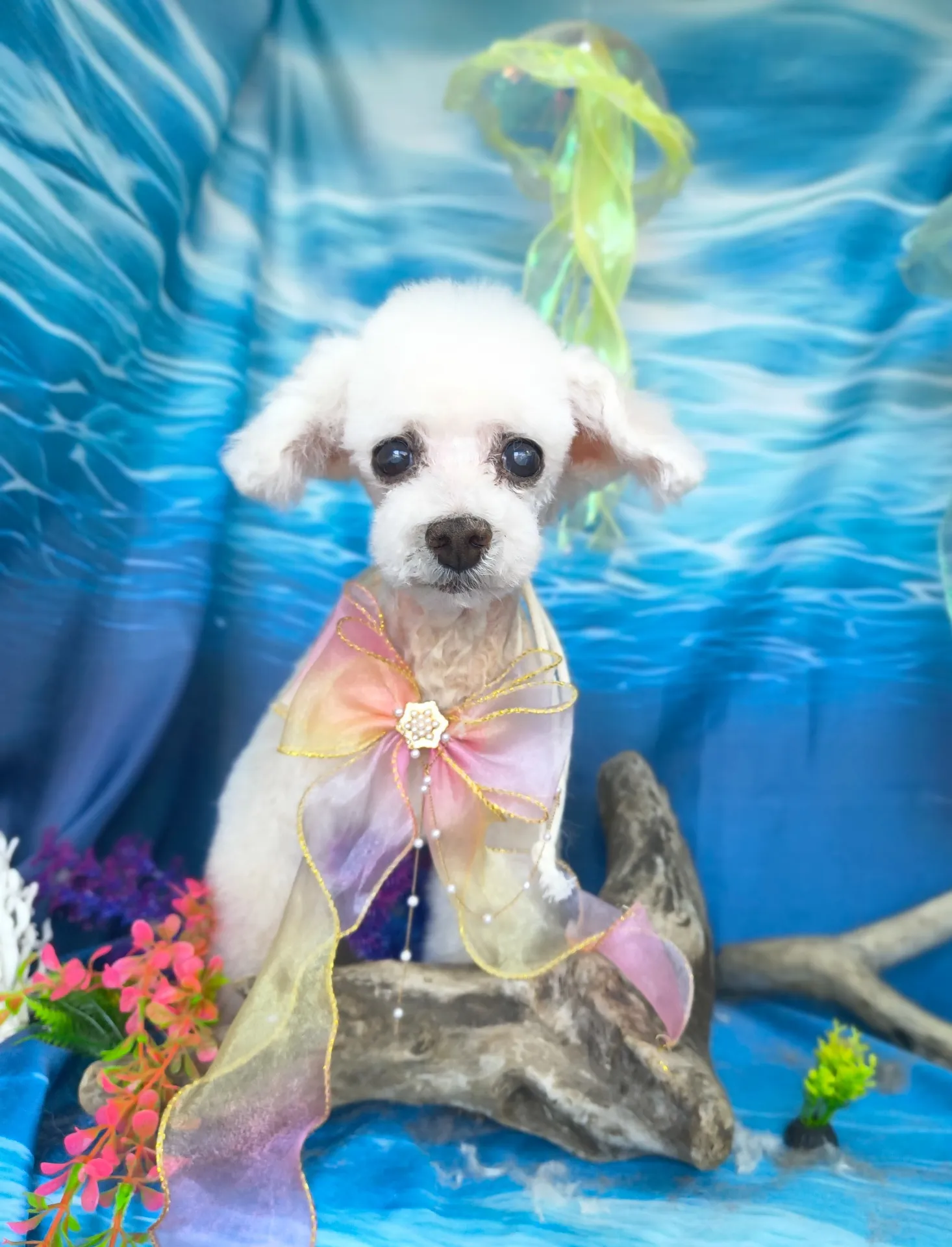 シフォンちゃん