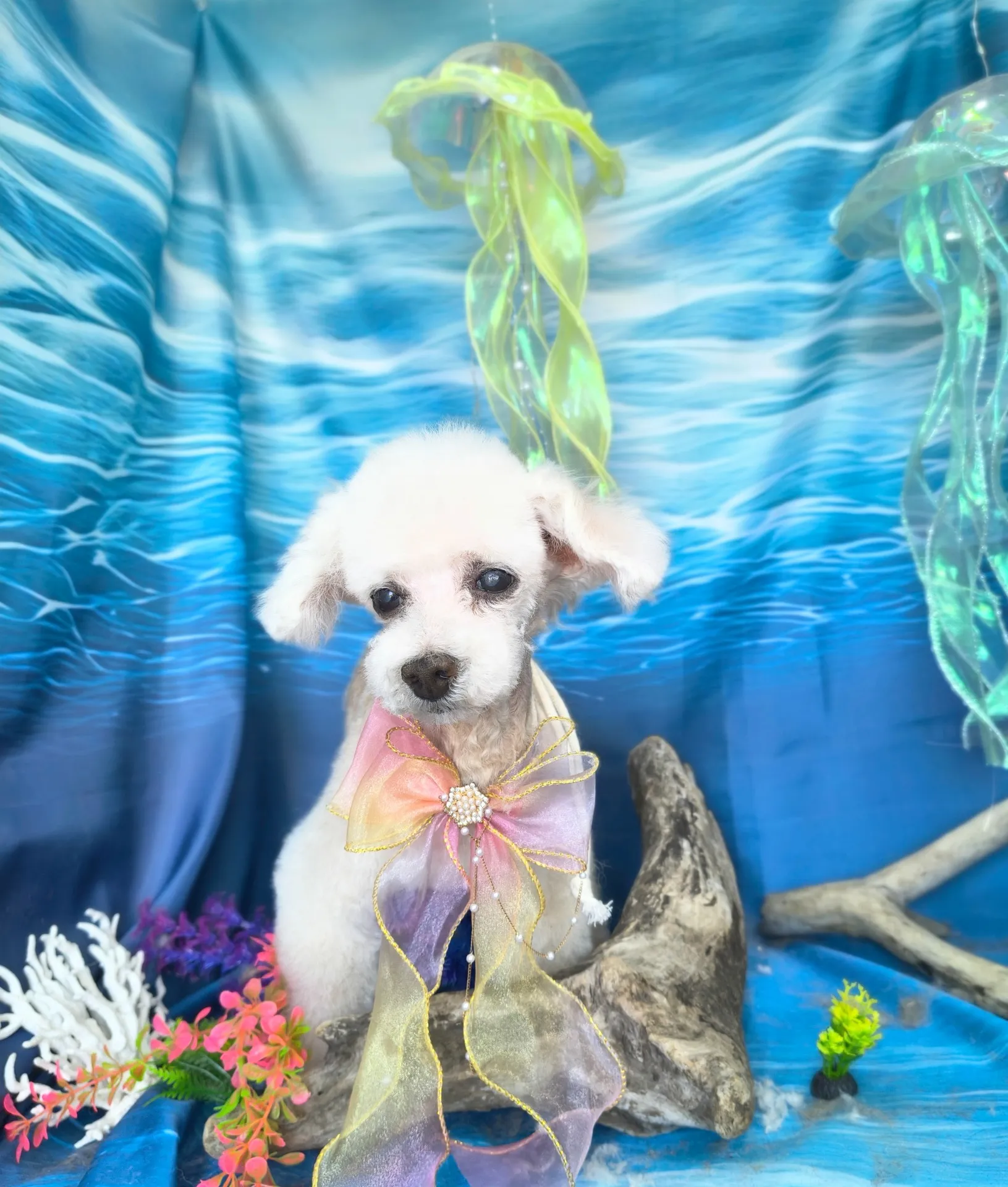 シフォンちゃん