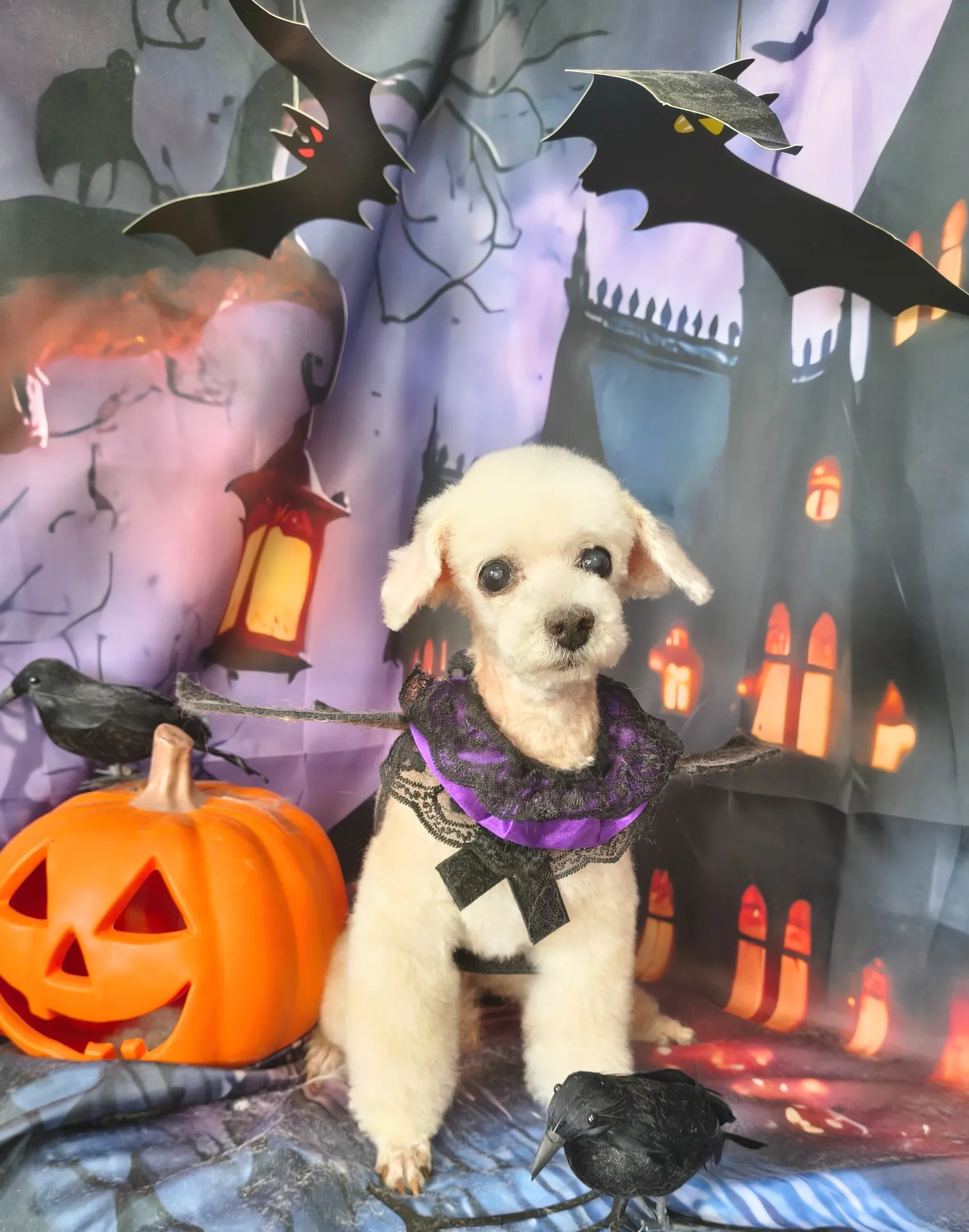 シフォンちゃん