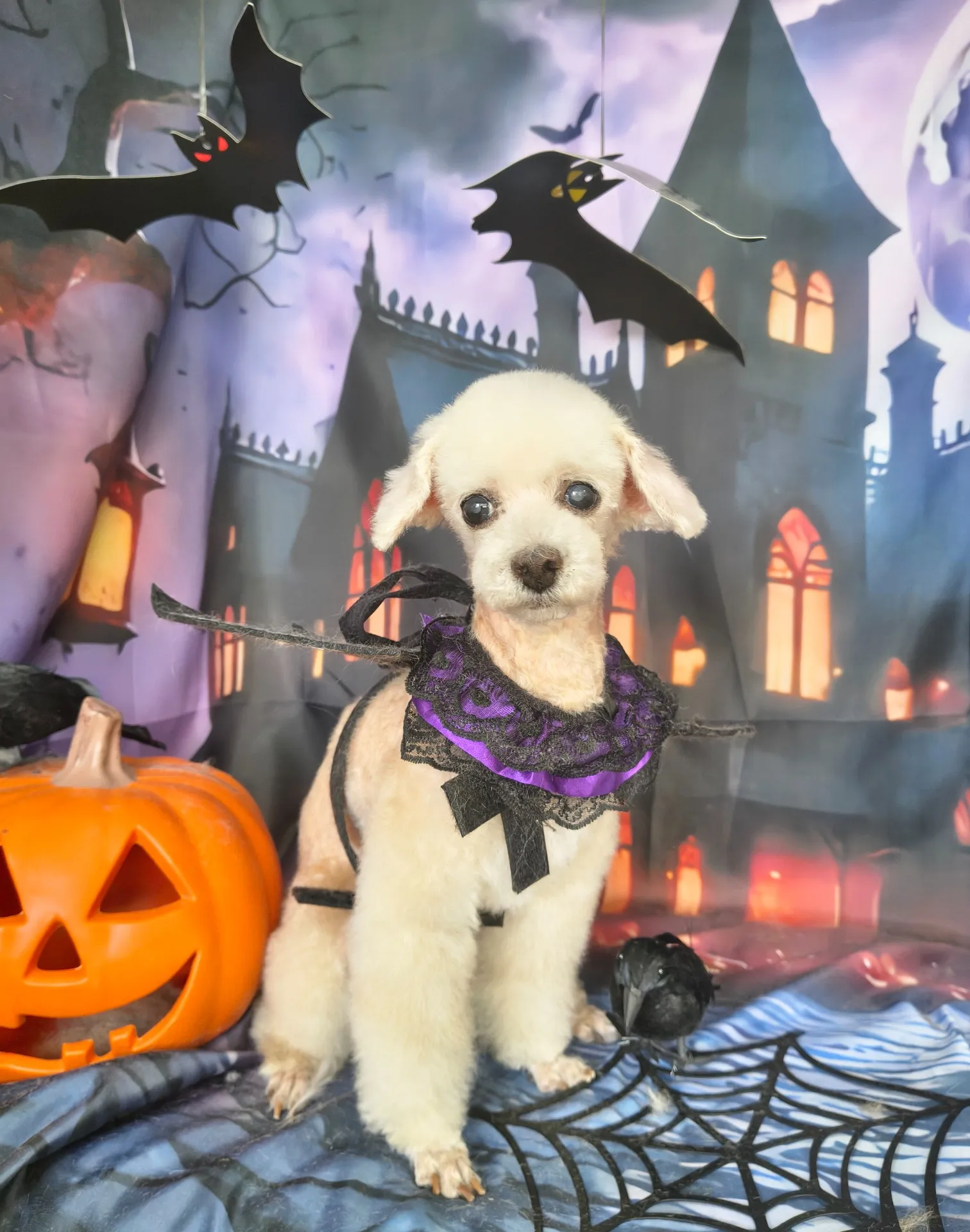 シフォンちゃん