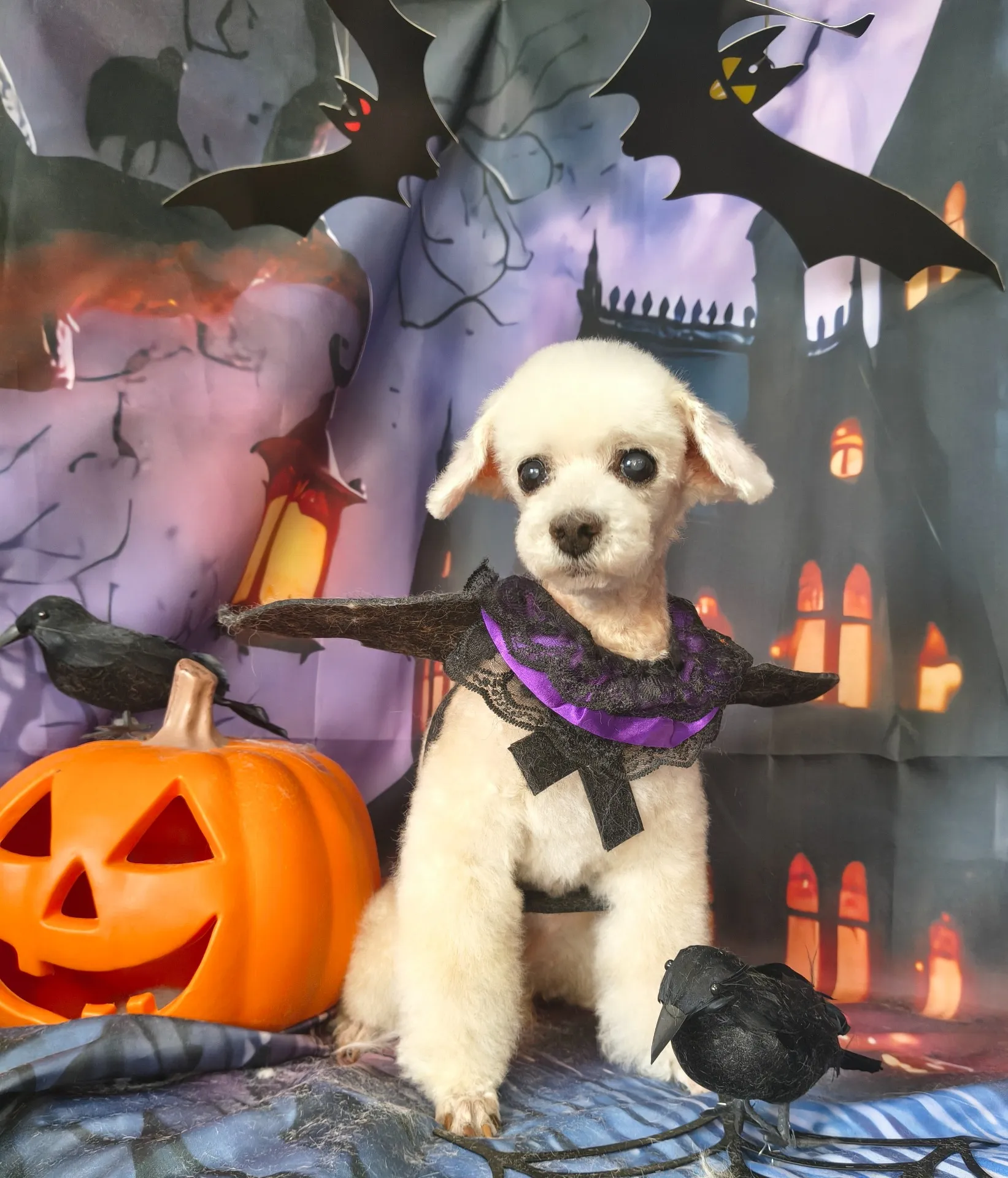 シフォンちゃん