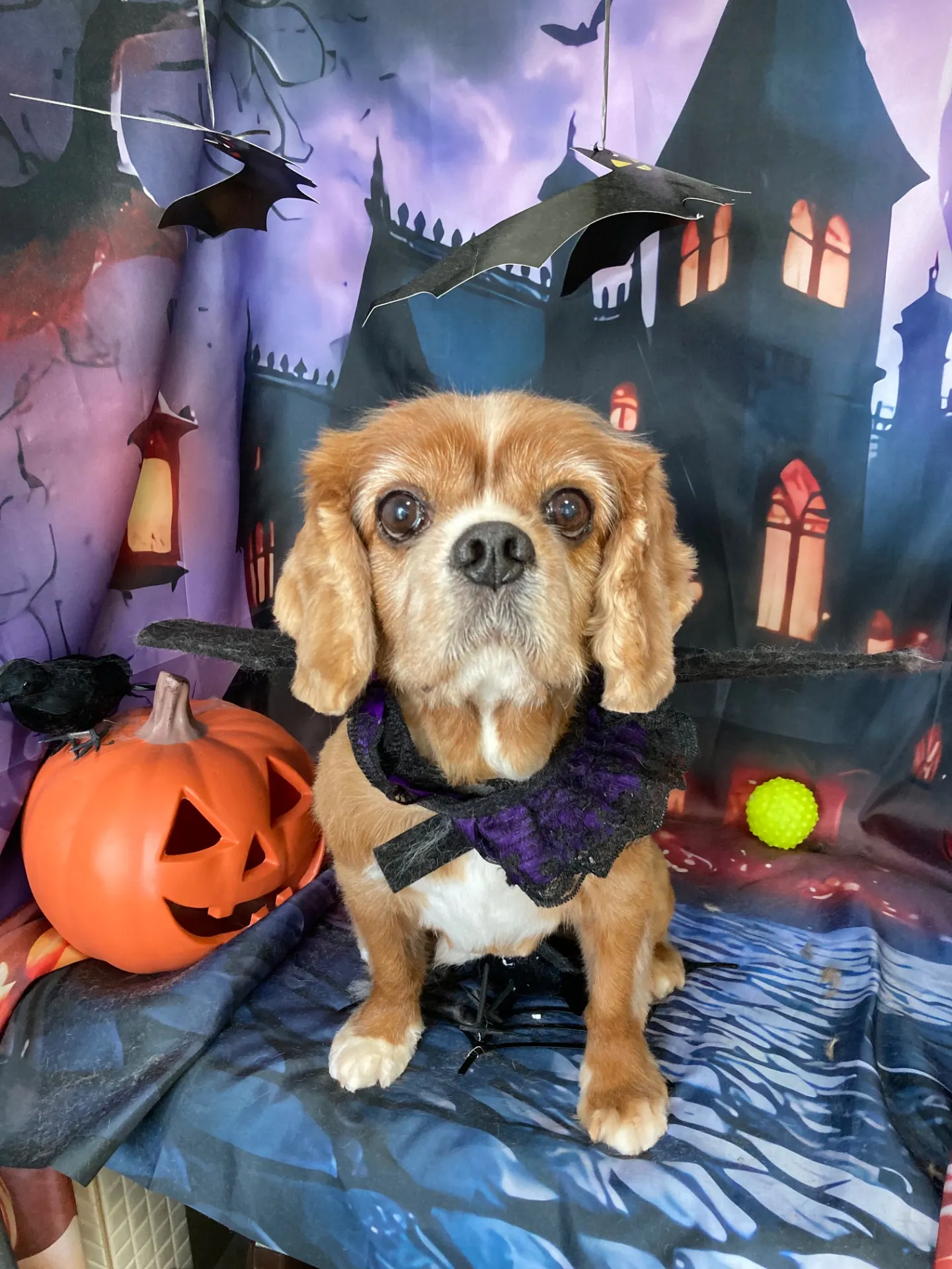 チャチャマルくん