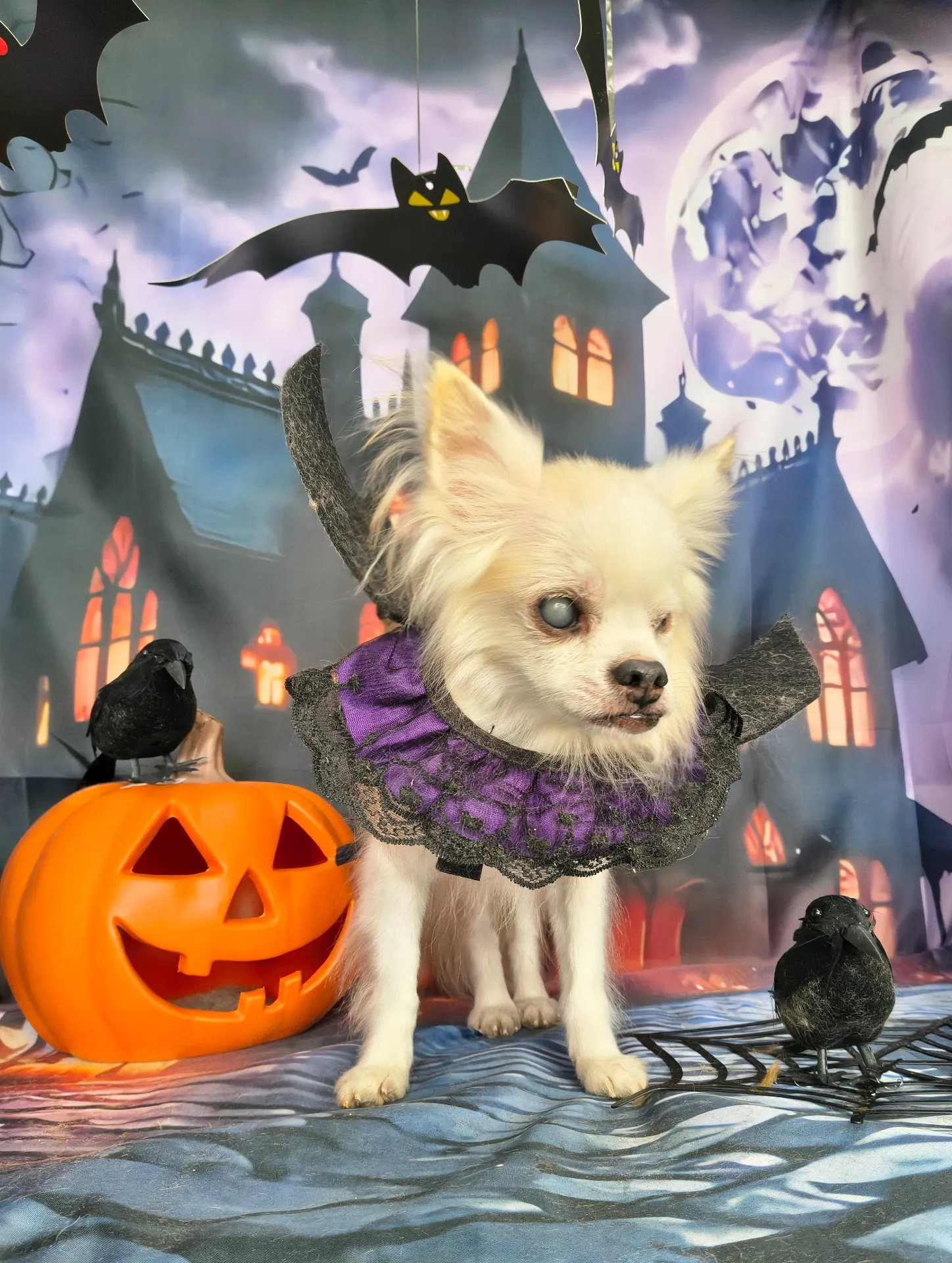 マカロンちゃん