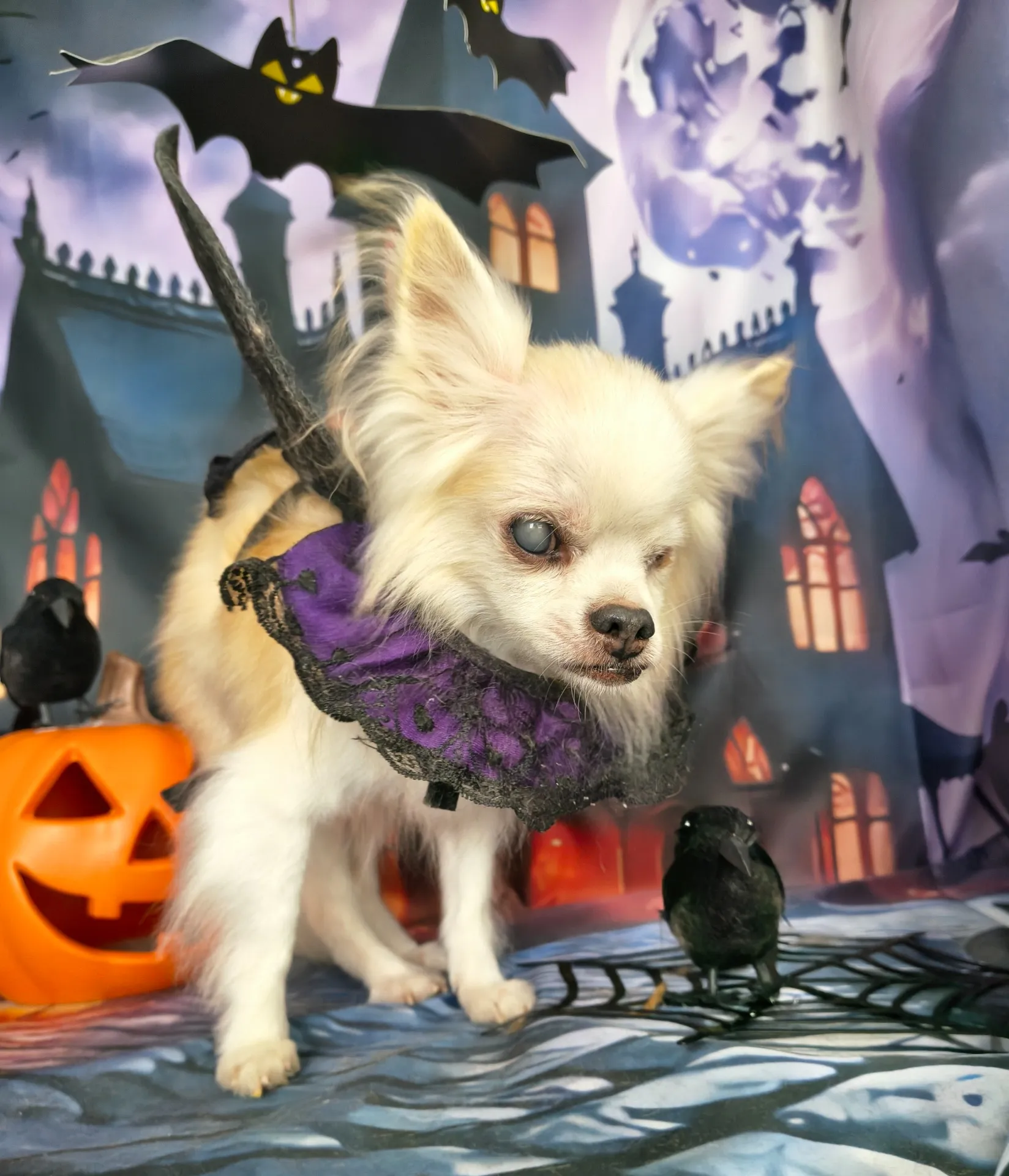 マカロンちゃん