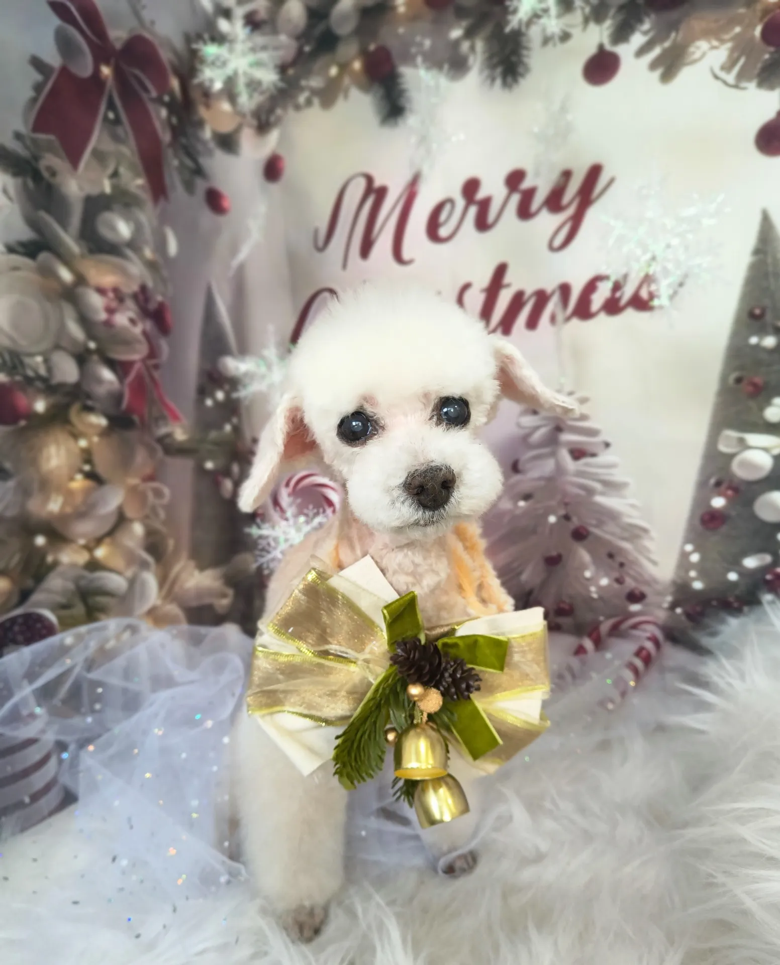 シフォンちゃん