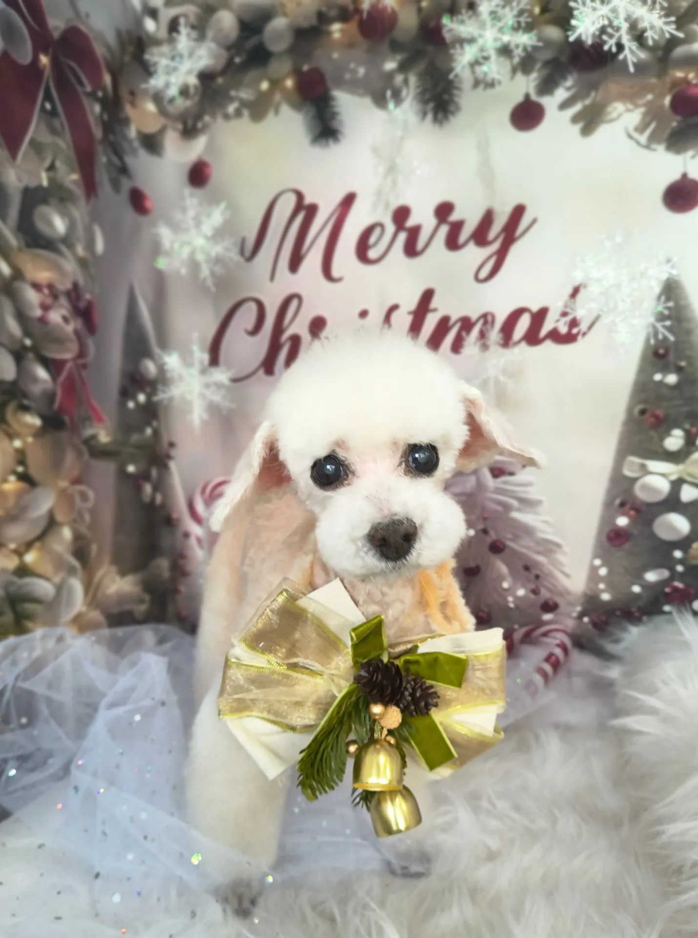 シフォンちゃん