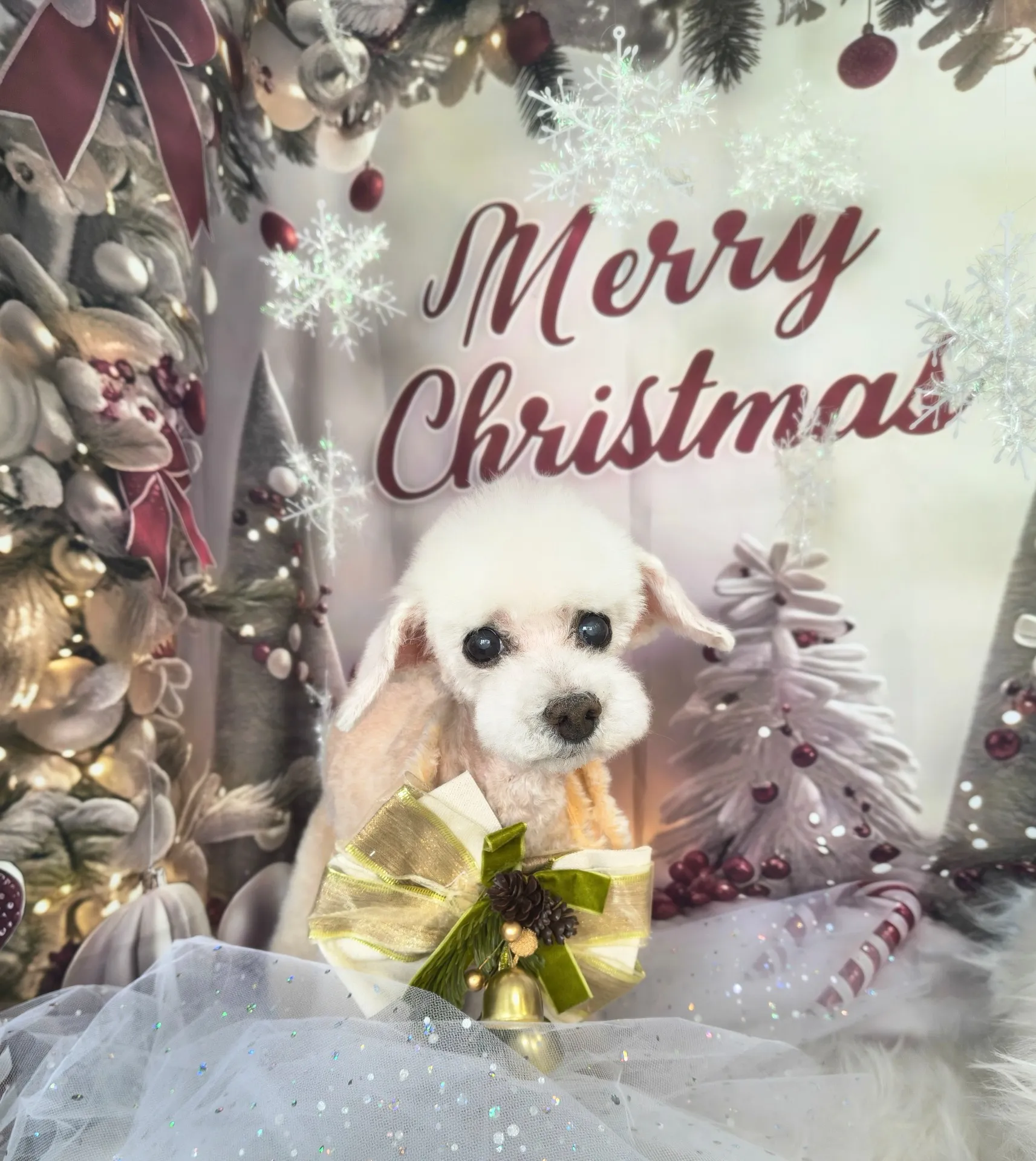 シフォンちゃん