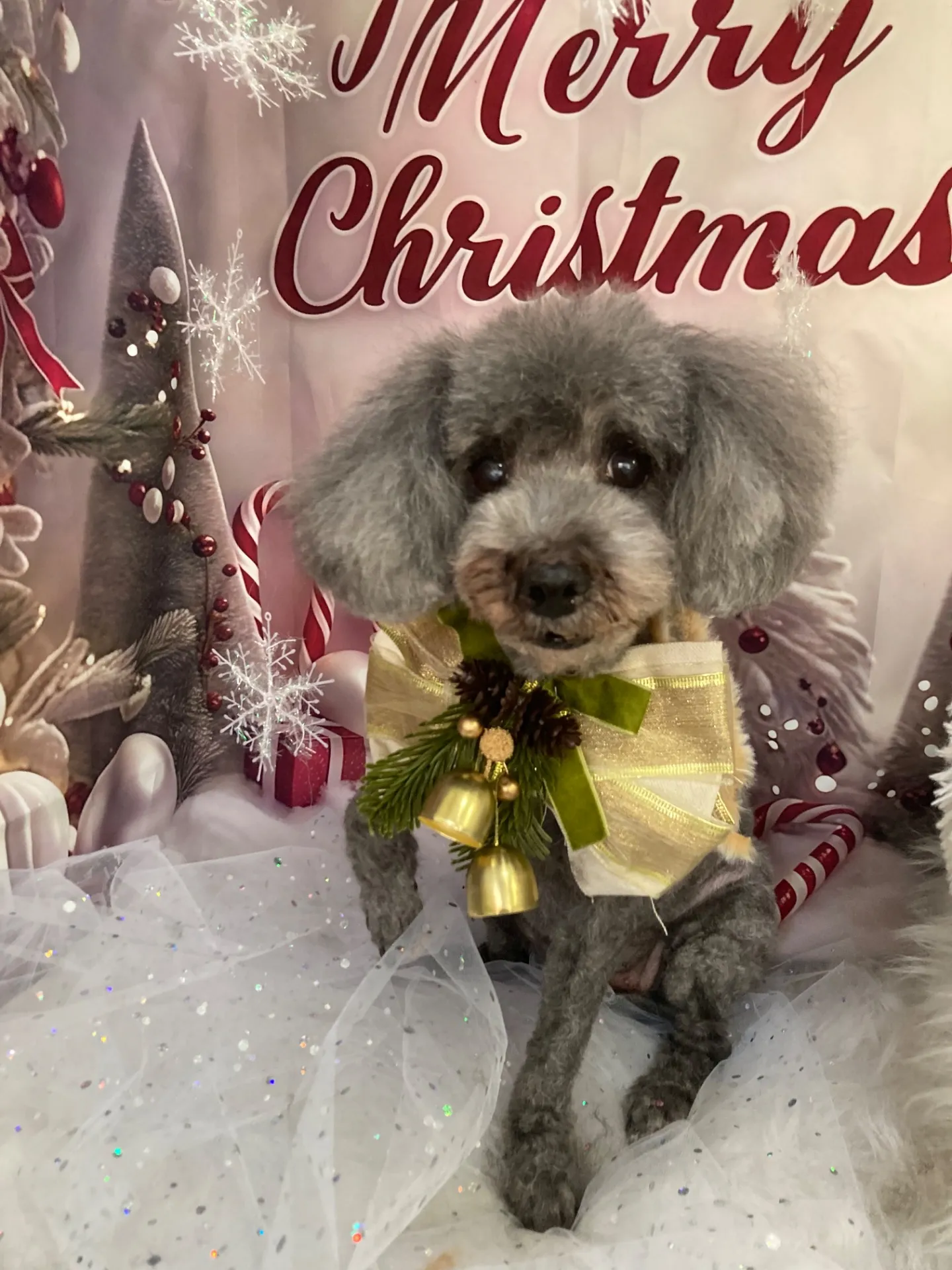 シャンティーちゃん