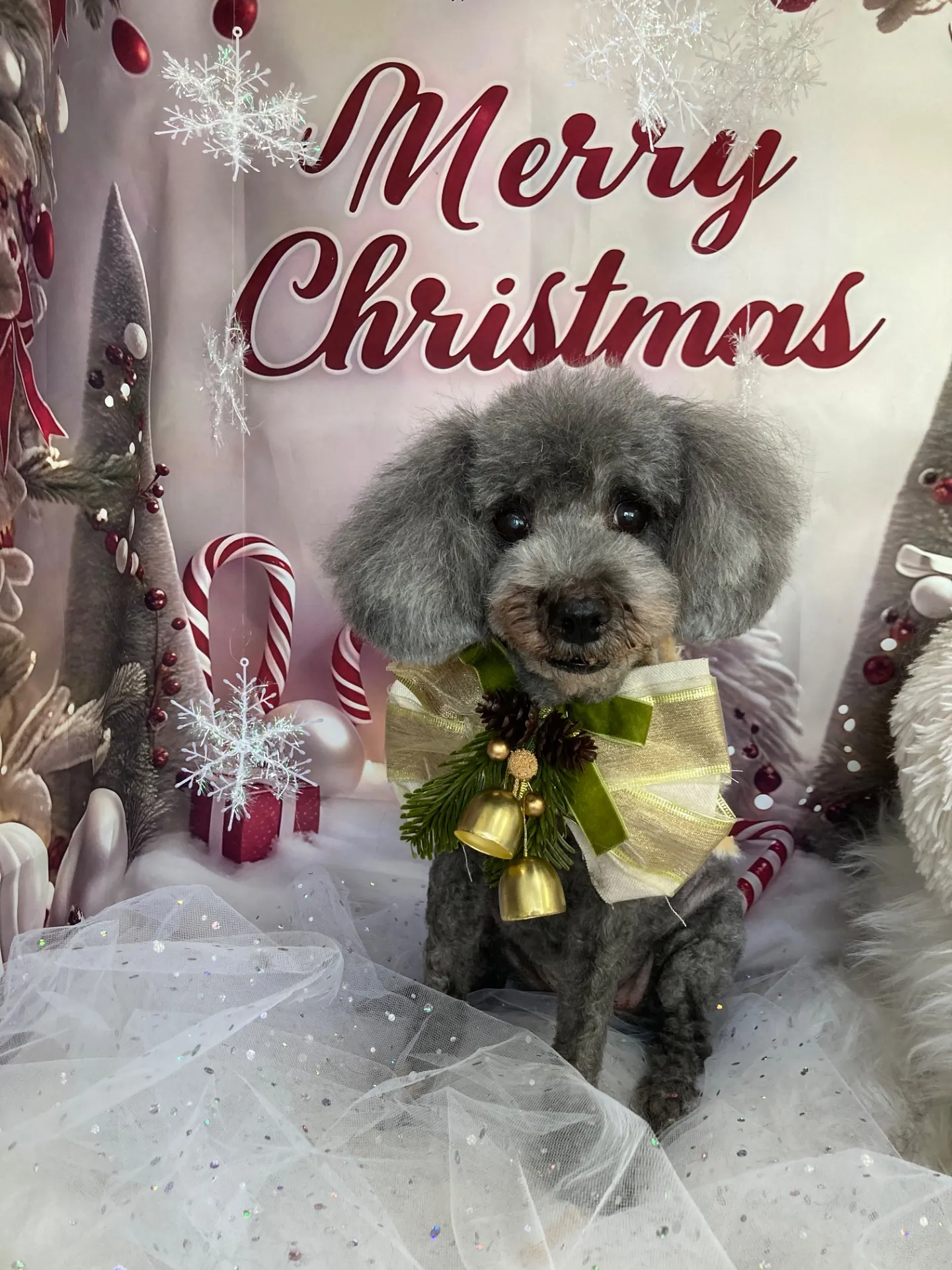 シャンティーちゃん