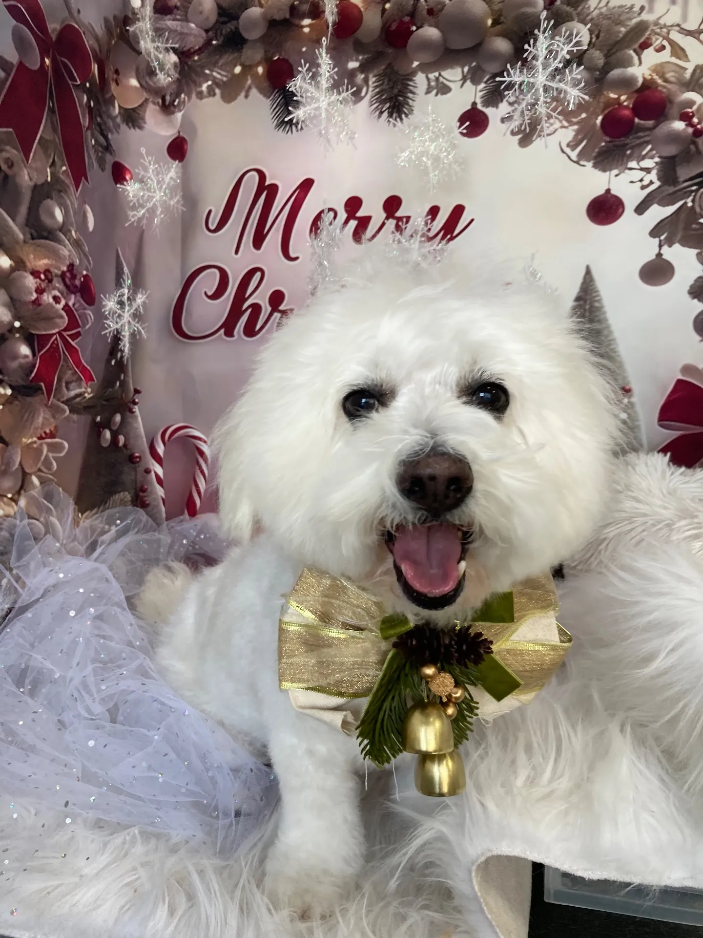 ディーンちゃん