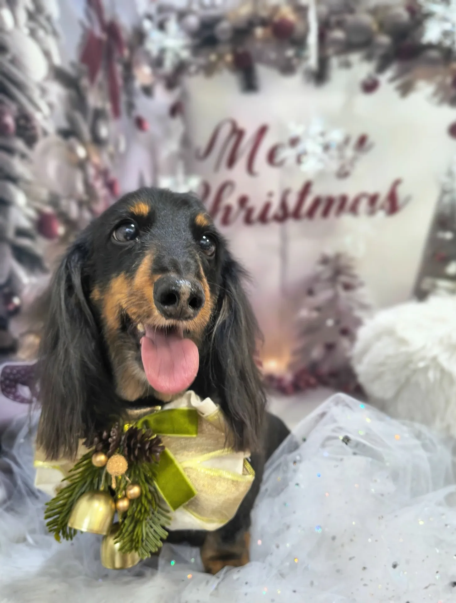 モモタロウくん