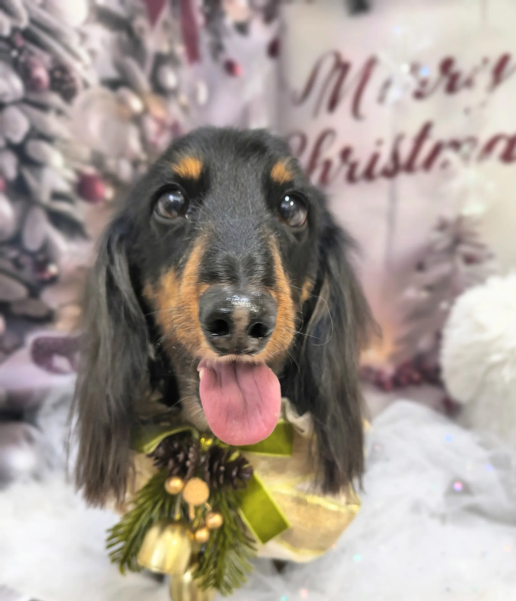 モモタロウくん