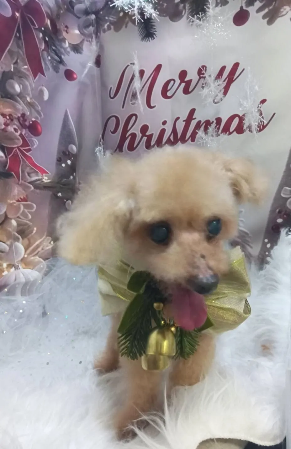 アップルちゃん