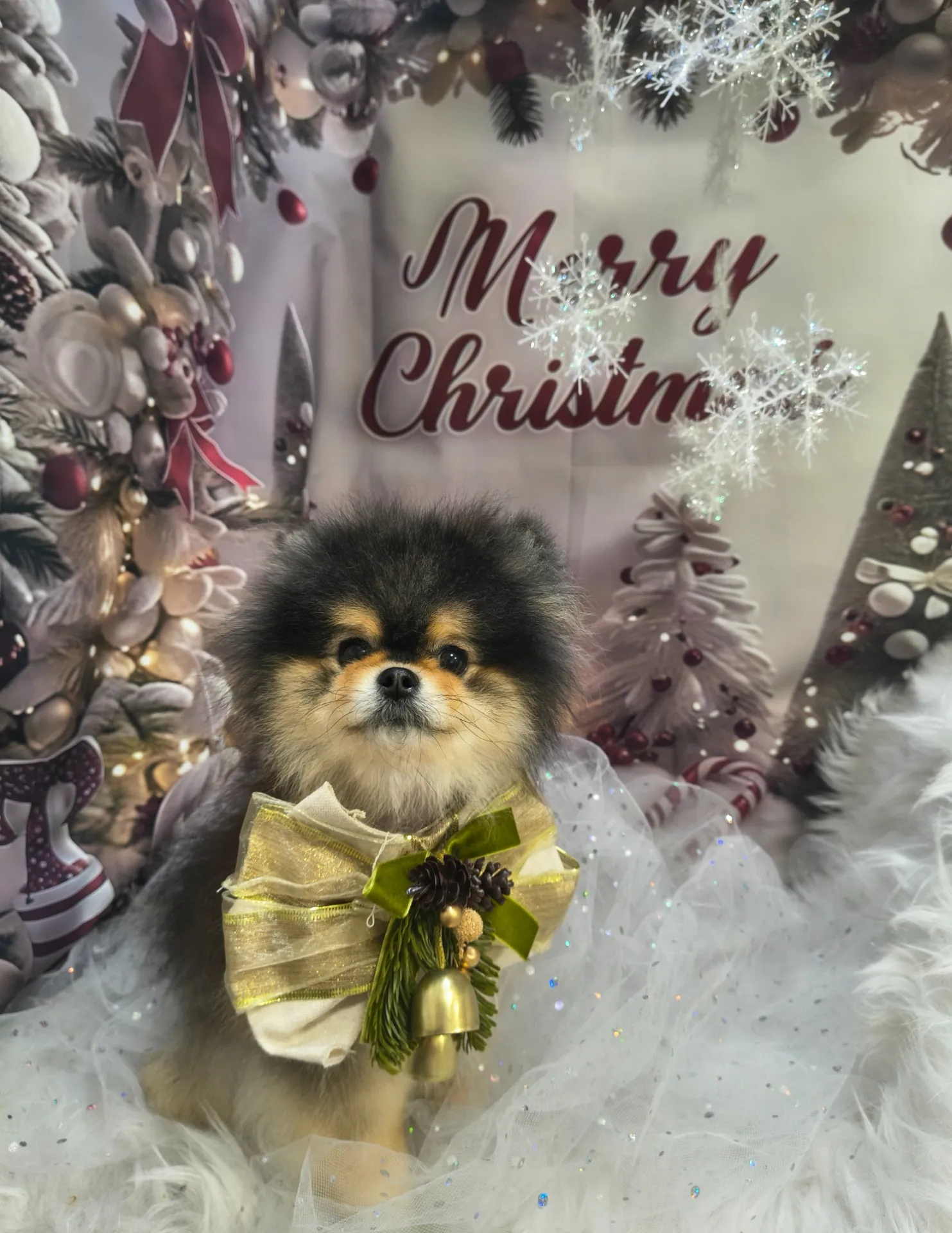 ラズベリーちゃん